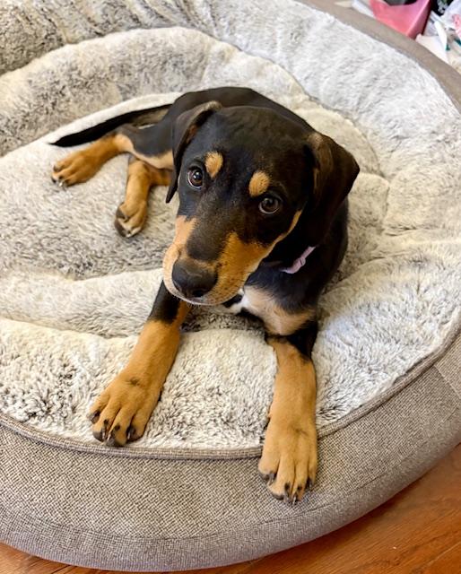 Enlarge Dolly, a Adoptable mixed breed in Baker, LA image 2/6