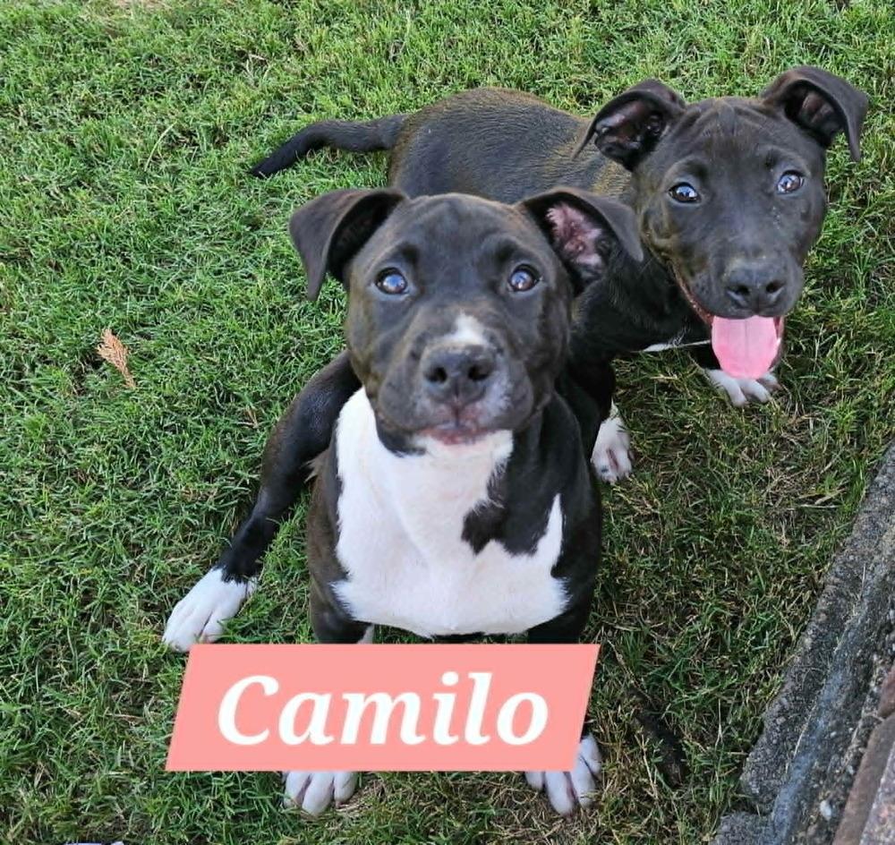 Camilo (Encanto Crew), Adoptable, Puppy Male Labrador Retriever & Pit Bull Terrier.
