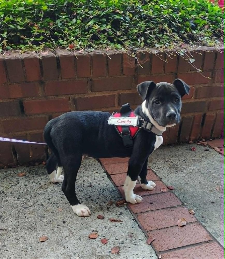 Enlarge Camilo (Encanto Crew), a Adoptable mixed breed in Gillsville, GA image 2/6
