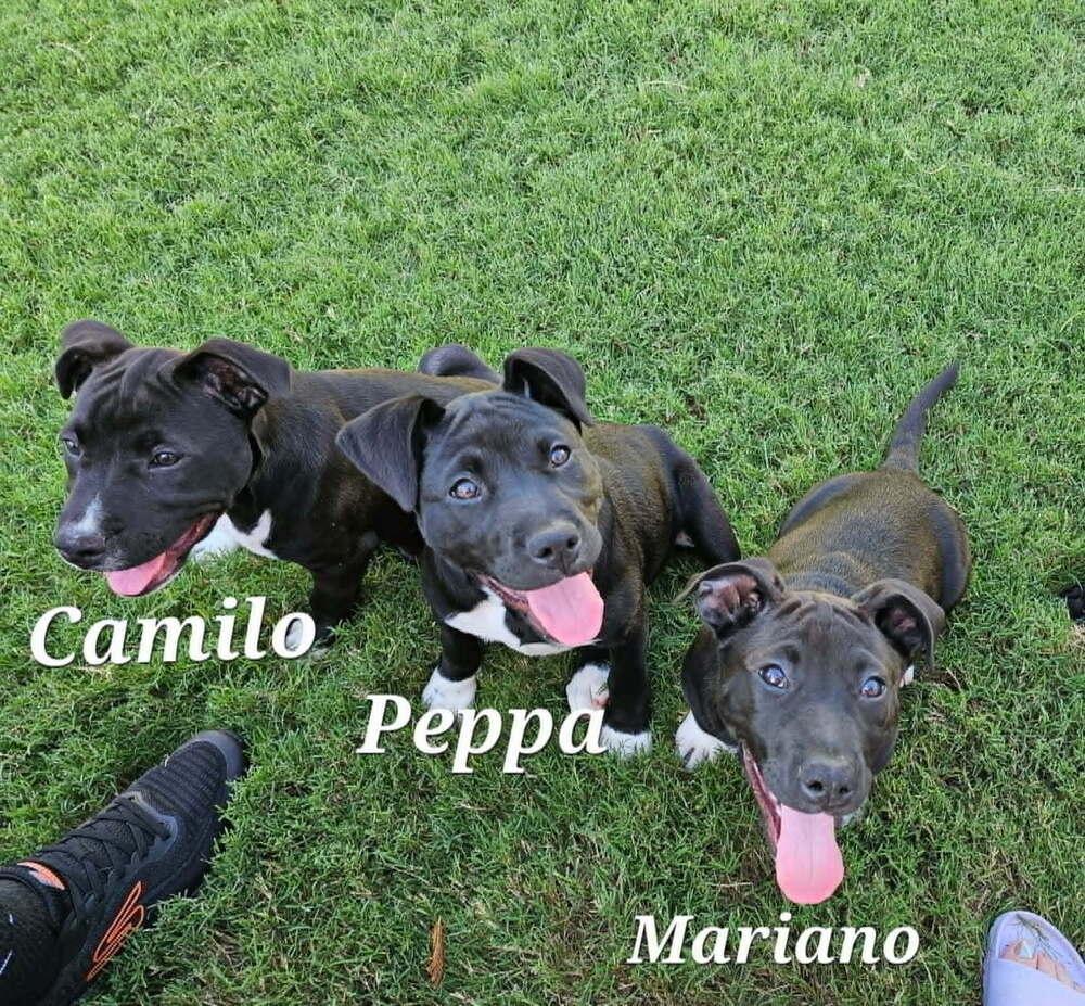 Enlarge Camilo (Encanto Crew), a Adoptable mixed breed in Gillsville, GA image 3/6