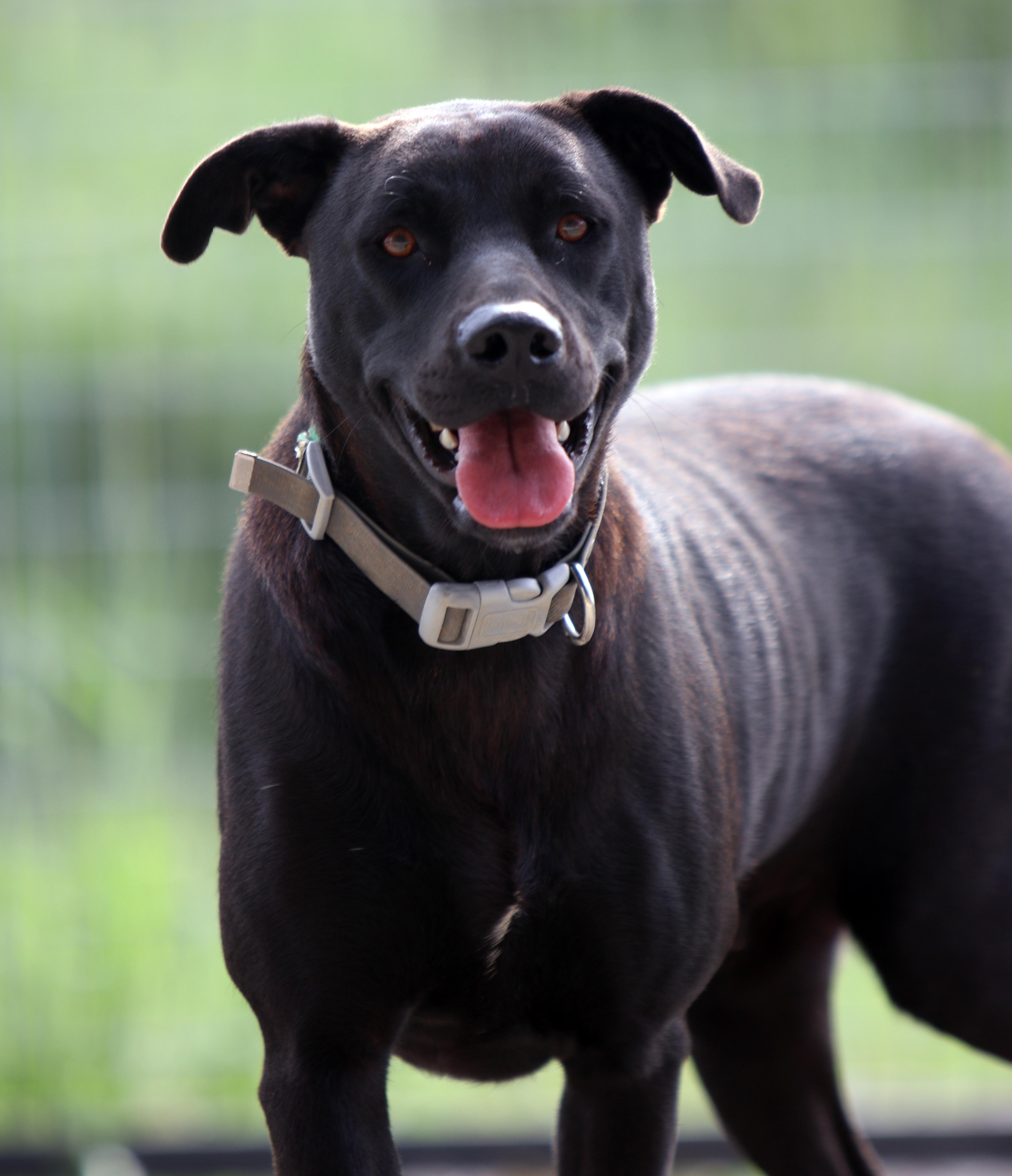 Charlotte, a Adoptable mixed breed in Bowie, TX image 2/3