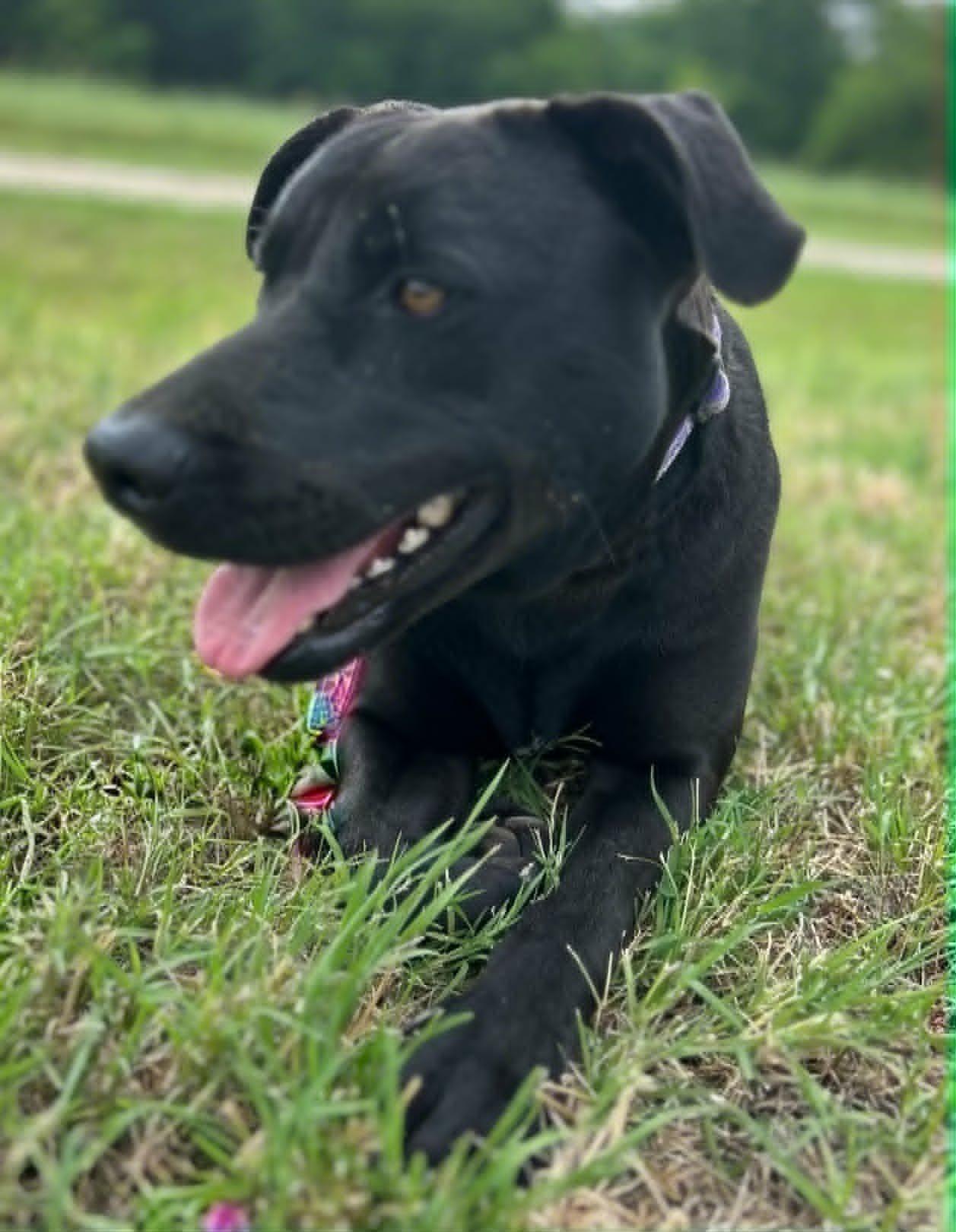 Charlotte, Adoptable, Adult Female Black Labrador Retriever.