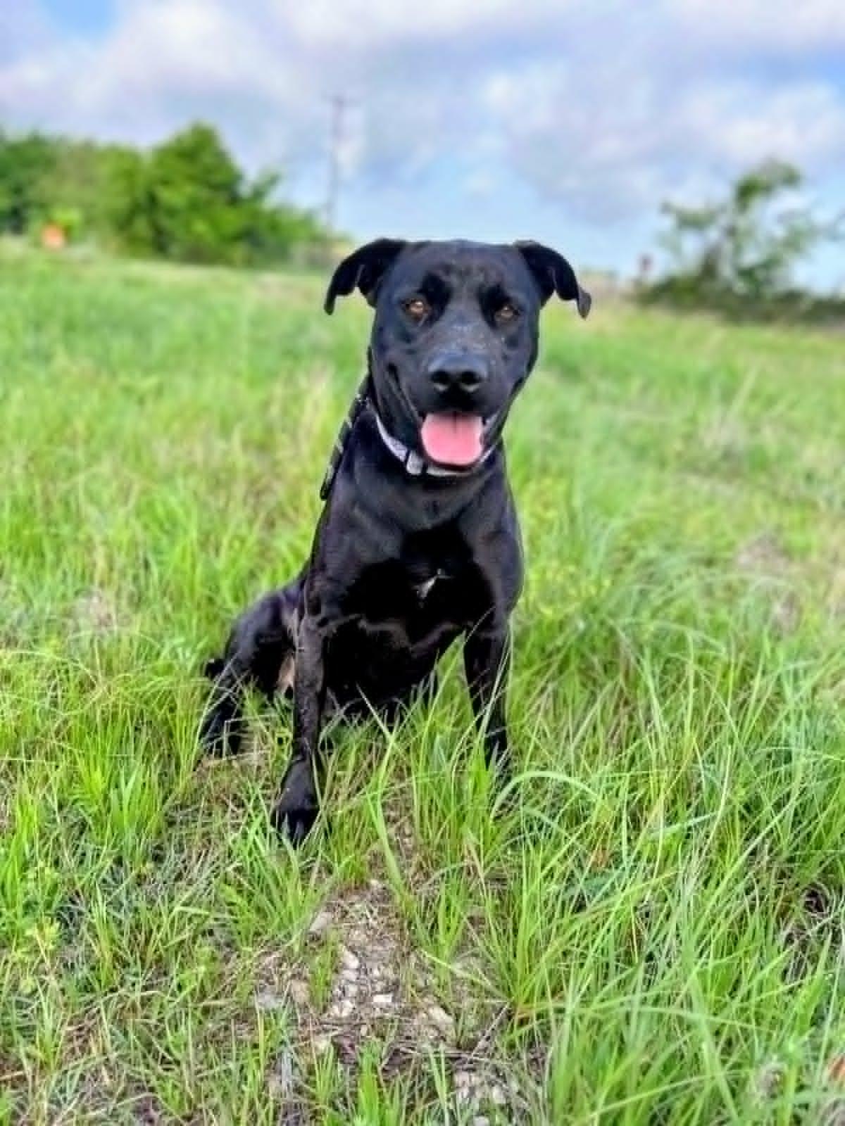 Charlotte, a Adoptable mixed breed in Montague, TX image 1/3