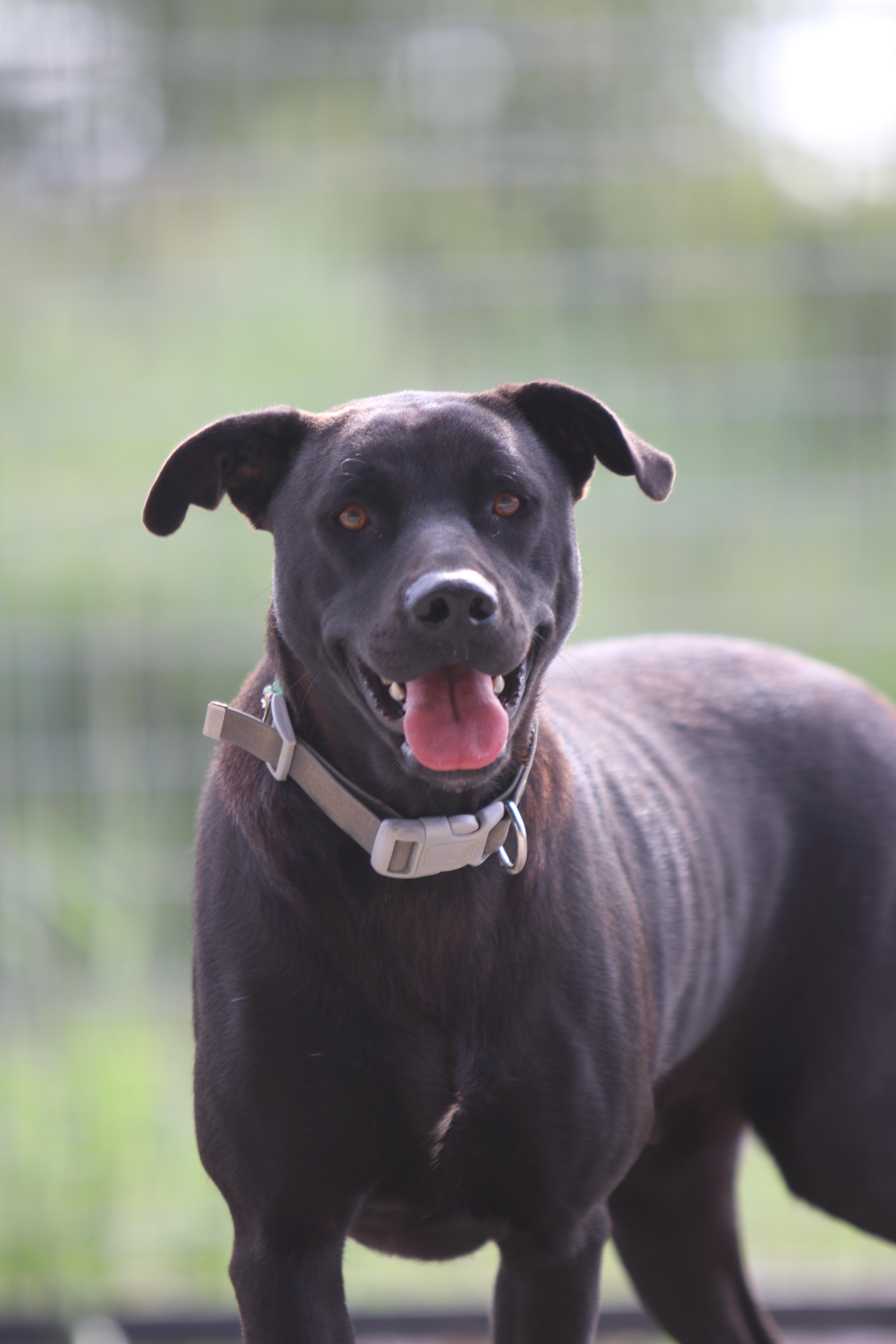 Charlotte, a Adoptable mixed breed in Bowie, TX image 3/3