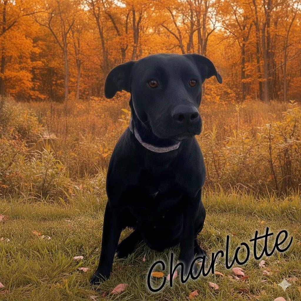 Charlotte, Adoptable, Young Female Black Labrador Retriever.