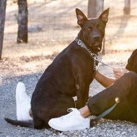 Rocko (affectionate & playful), Adoptable, Adult Male Belgian Shepherd / Malinois & Pit Bull Terrier.