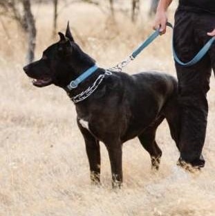 Enlarge Rocko (affectionate & playful), a Adoptable mixed breed in Redding, CA image 3/3