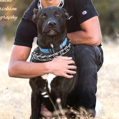 Enlarge Rocko (affectionate & playful), a Adoptable mixed breed in Redding, CA image 2/3