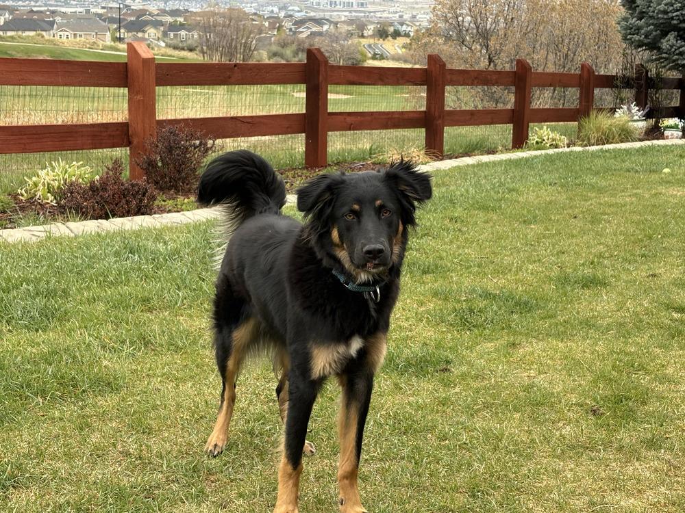 Enlarge Oliver, a Adoptable mixed breed in Evergreen, CO image 1/6