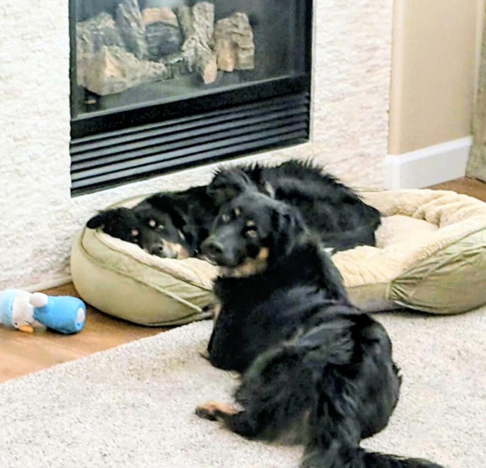 Enlarge Oliver, a Adoptable mixed breed in Evergreen, CO image 4/6