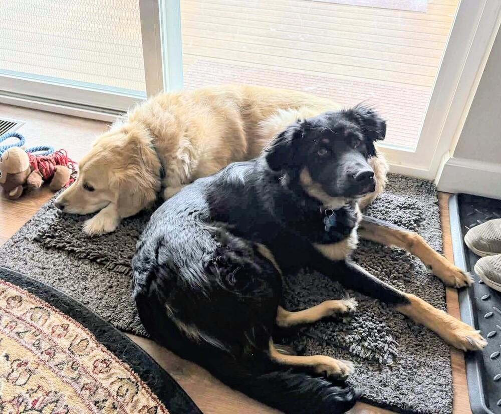 Enlarge Oliver, a Adoptable mixed breed in Evergreen, CO image 2/6