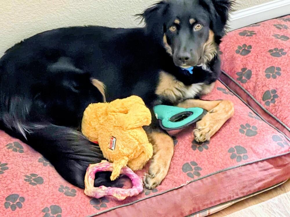 Enlarge Oliver, a Adoptable mixed breed in Evergreen, CO image 3/6