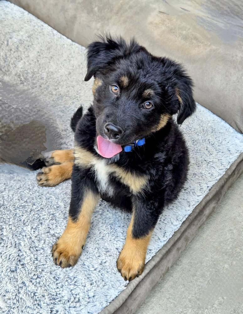 Enlarge Oliver, a Adoptable mixed breed in Evergreen, CO image 5/6
