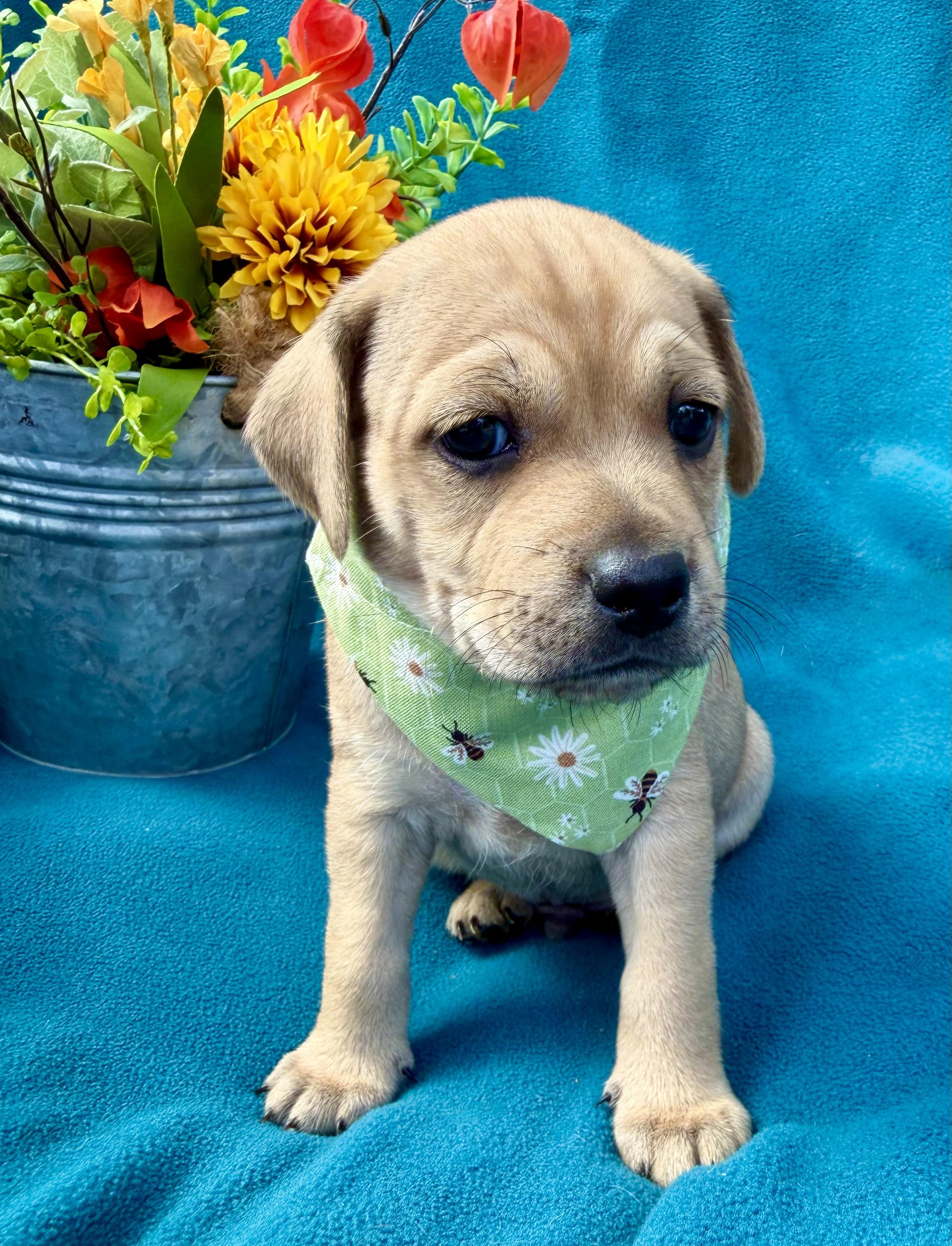 Sparky, ADOPTABLE, Puppy Male Puggle & Pug.