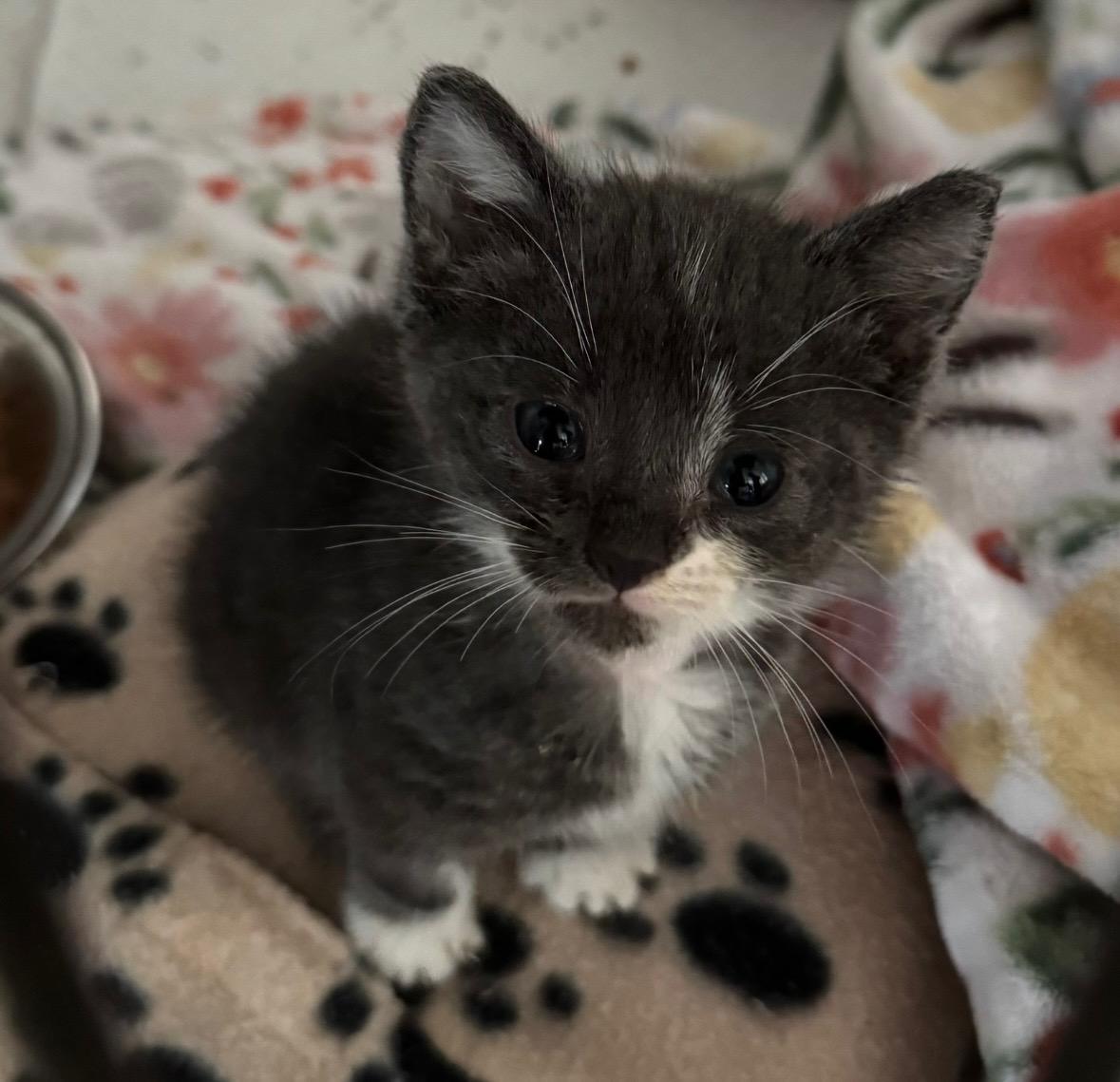 Sausage Links, Adopted, Kitten Male Domestic Short Hair.