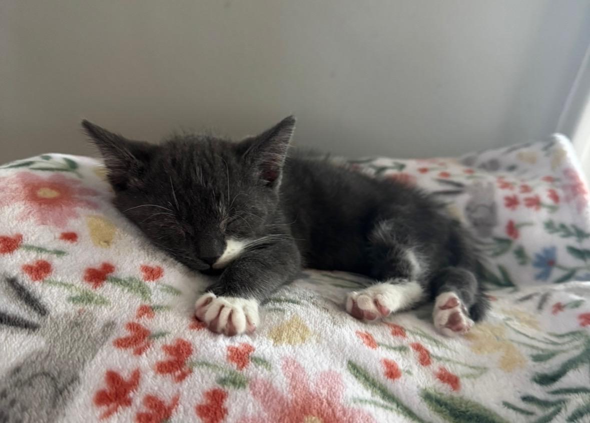 Enlarge Sausage Links, a Adopted Domestic Short Hair in Ontario, NY image 2/3