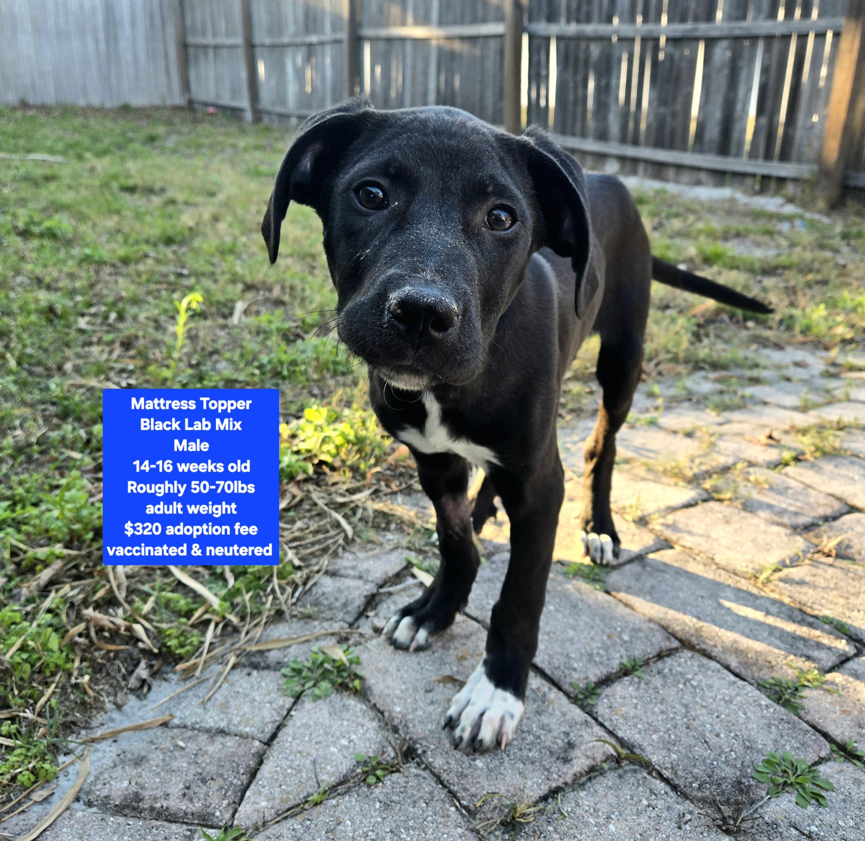 Mattress Topper, ADOPTABLE, Puppy Male Black Labrador Retriever.