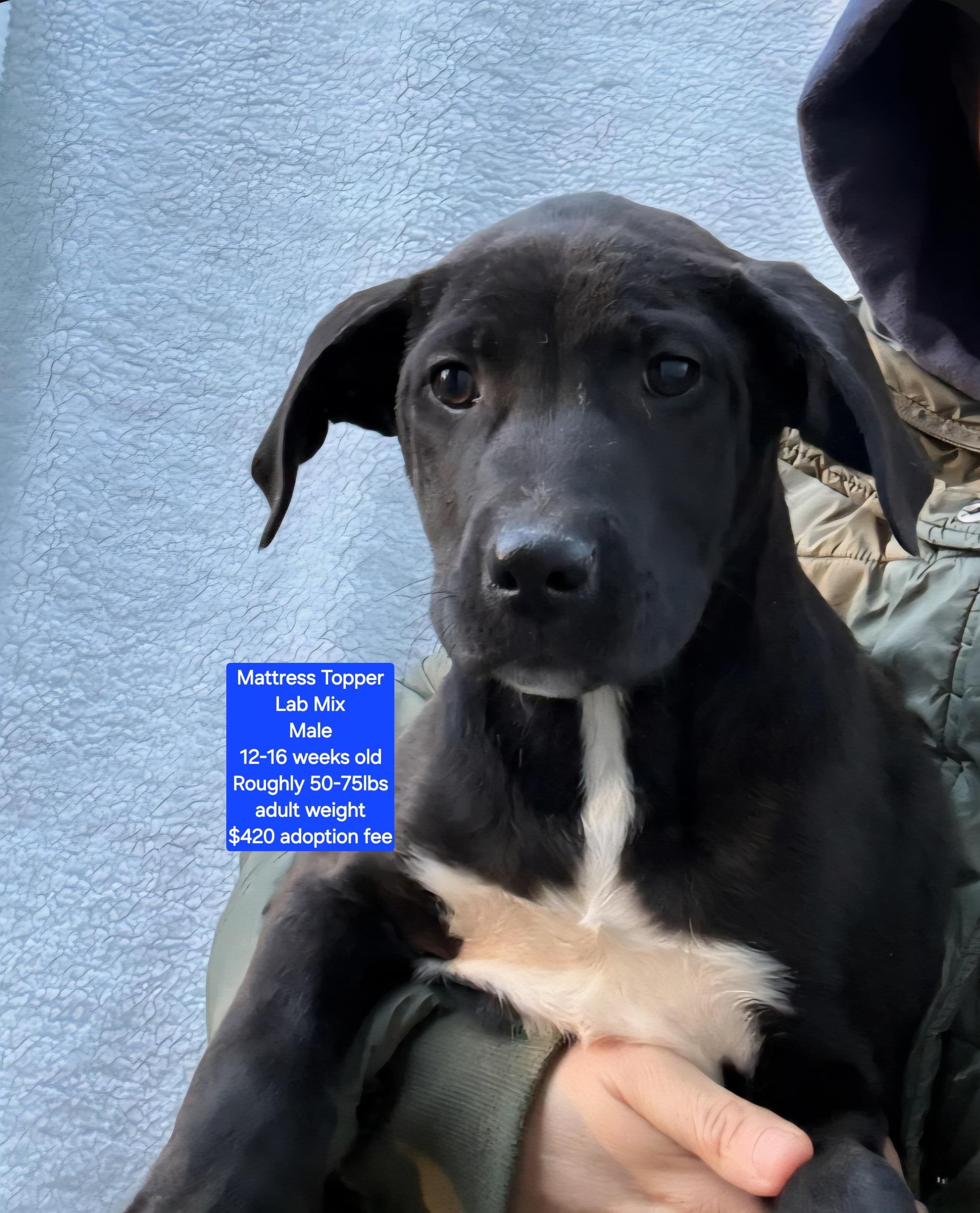 Enlarge Mattress Topper, a ADOPTABLE mixed breed in Oviedo, FL image 1/1