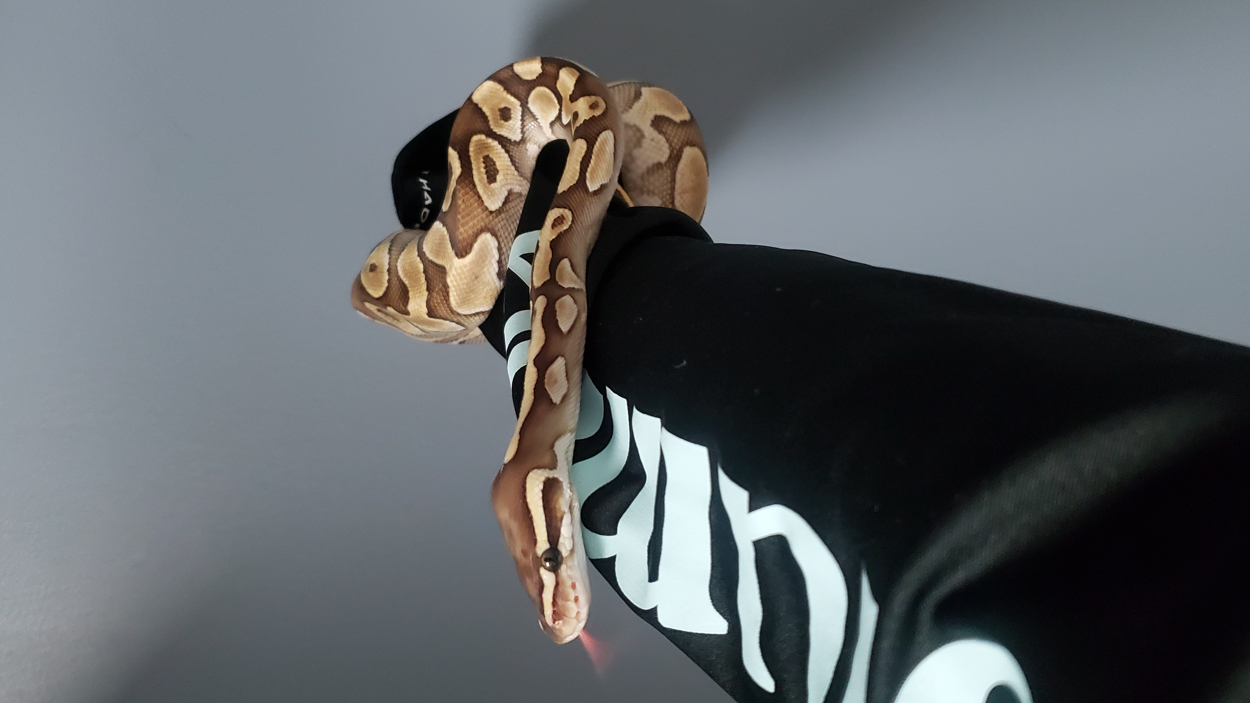 Ramen, Adopted, Young Female Ball Python.