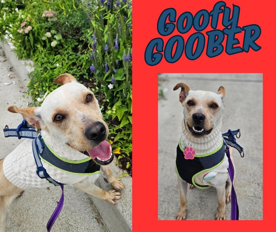 Goofy Goober, Adoptable, Young Male Yellow Labrador Retriever.