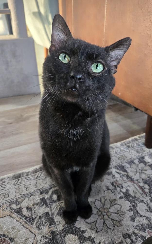 Rooster 2, a Adoptable mixed breed in tucson, AZ image 3/3