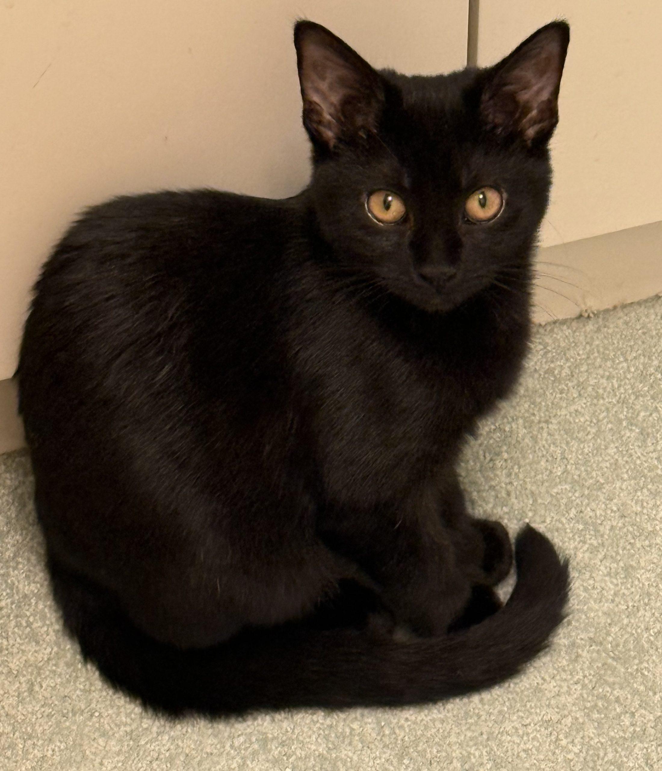 Enlarge Jinx, a Adoptable mixed breed in Gaithersburg, MD image 1/1