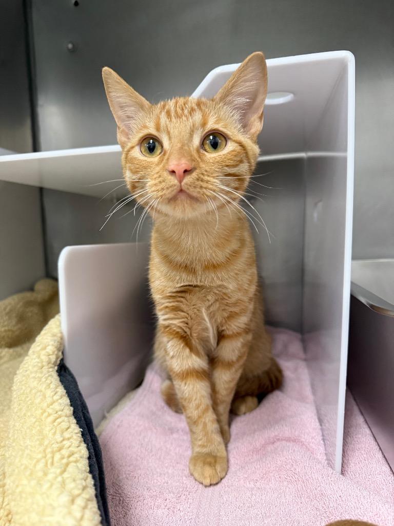 Enlarge Sweet Pea, a Adoptable mixed breed in Murray, KY image 1/1