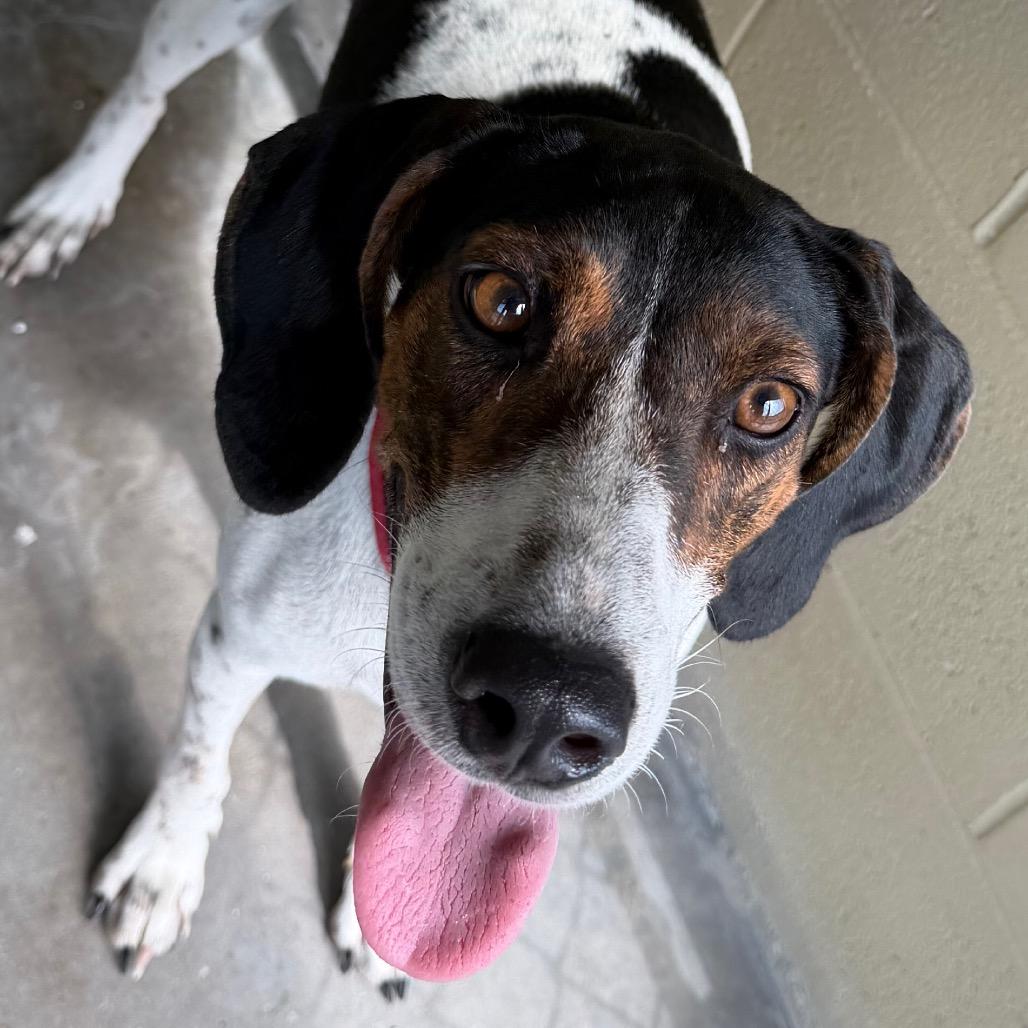 Speck, Adoptable, Young Female Hound.