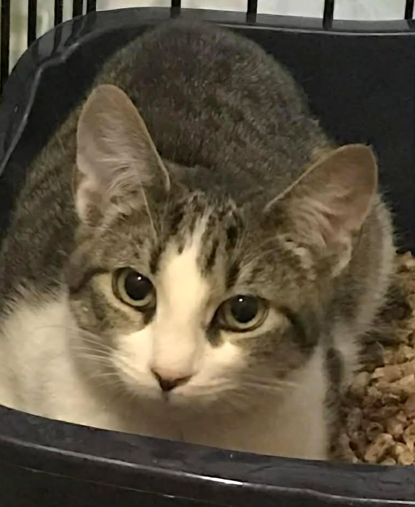 Enlarge Pebbles (& Fruity), a Adoptable Domestic Short Hair in Trenton, NJ image 1/1