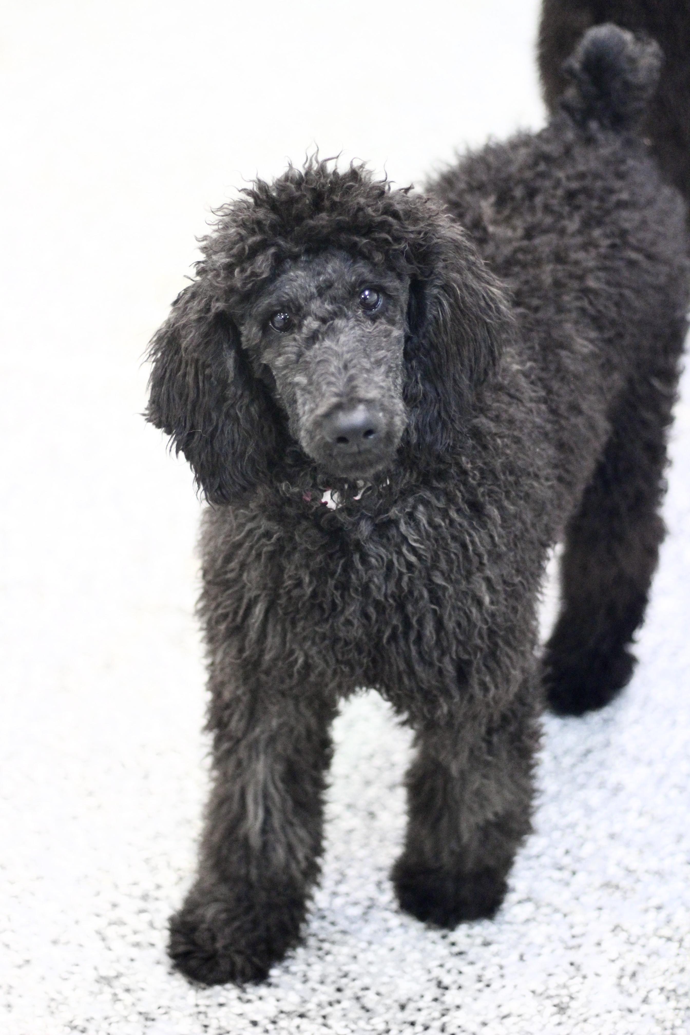 Enlarge Bev in NH! Come Meet our Adoptable Dogs Wednesday-Saturday. More info in Bio!, an adopted Standard Poodle in Manchester, NH image 3/4