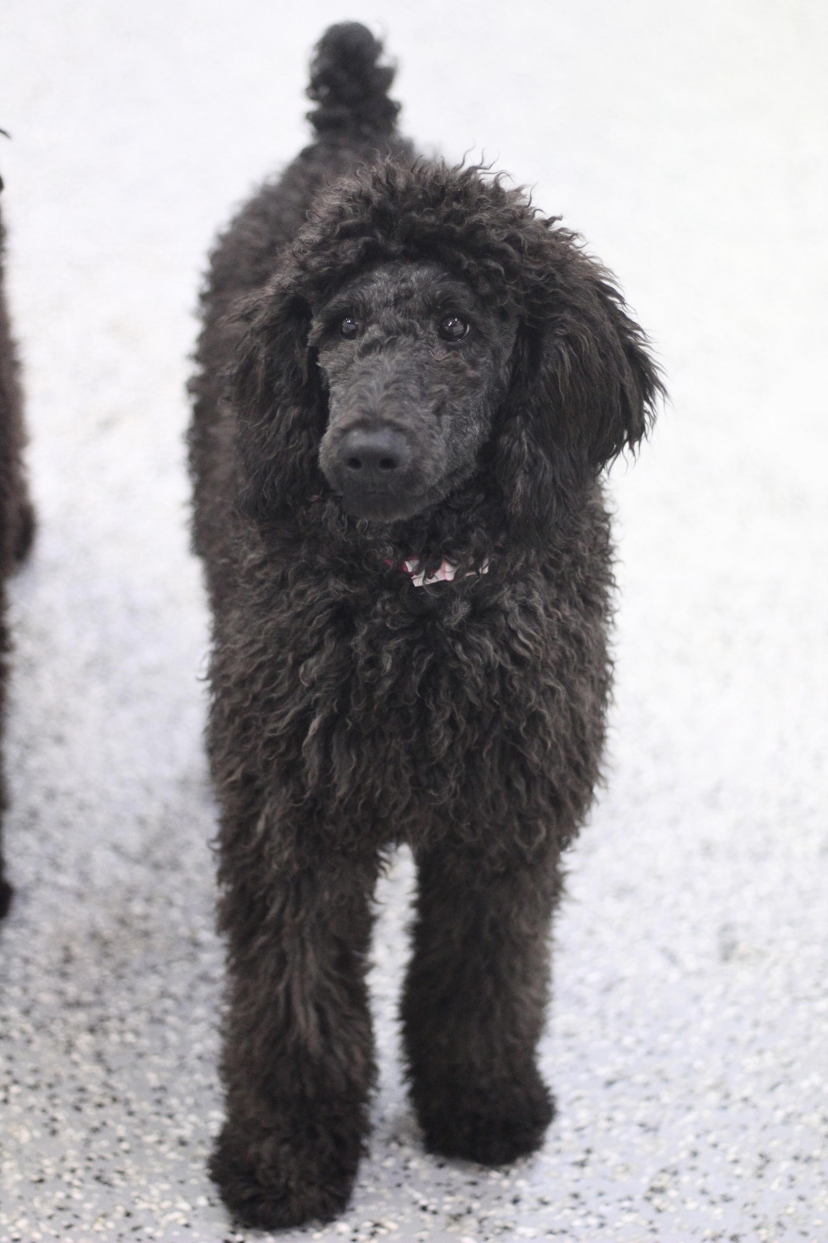 Enlarge Bev in NH! Come Meet our Adoptable Dogs Wednesday-Saturday. More info in Bio!, an adopted Standard Poodle in Manchester, NH image 1/4
