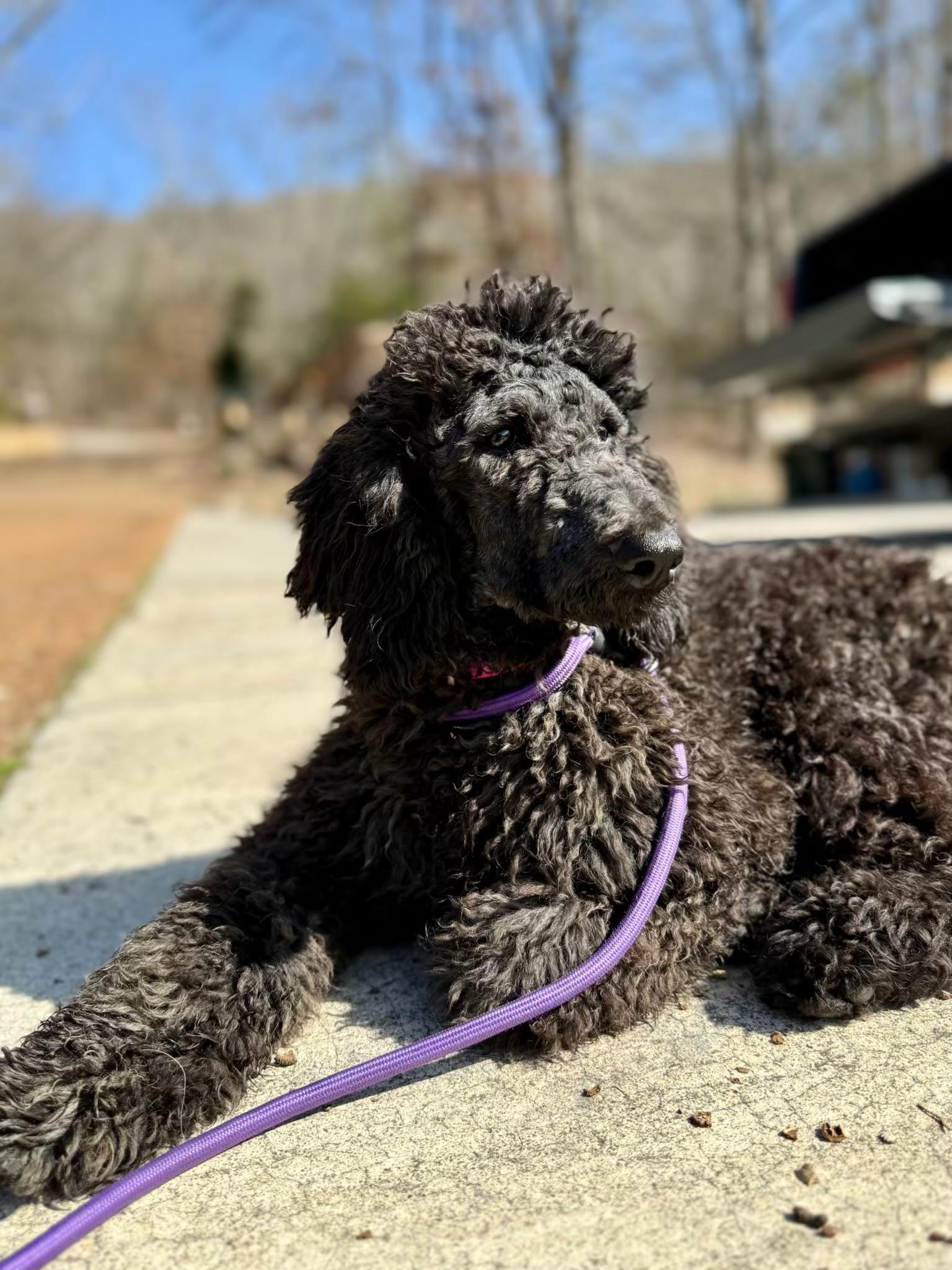 Enlarge Bev in NH! Come Meet our Adoptable Dogs Wednesday-Saturday. More info in Bio!, an adopted Standard Poodle in Manchester, NH image 4/4