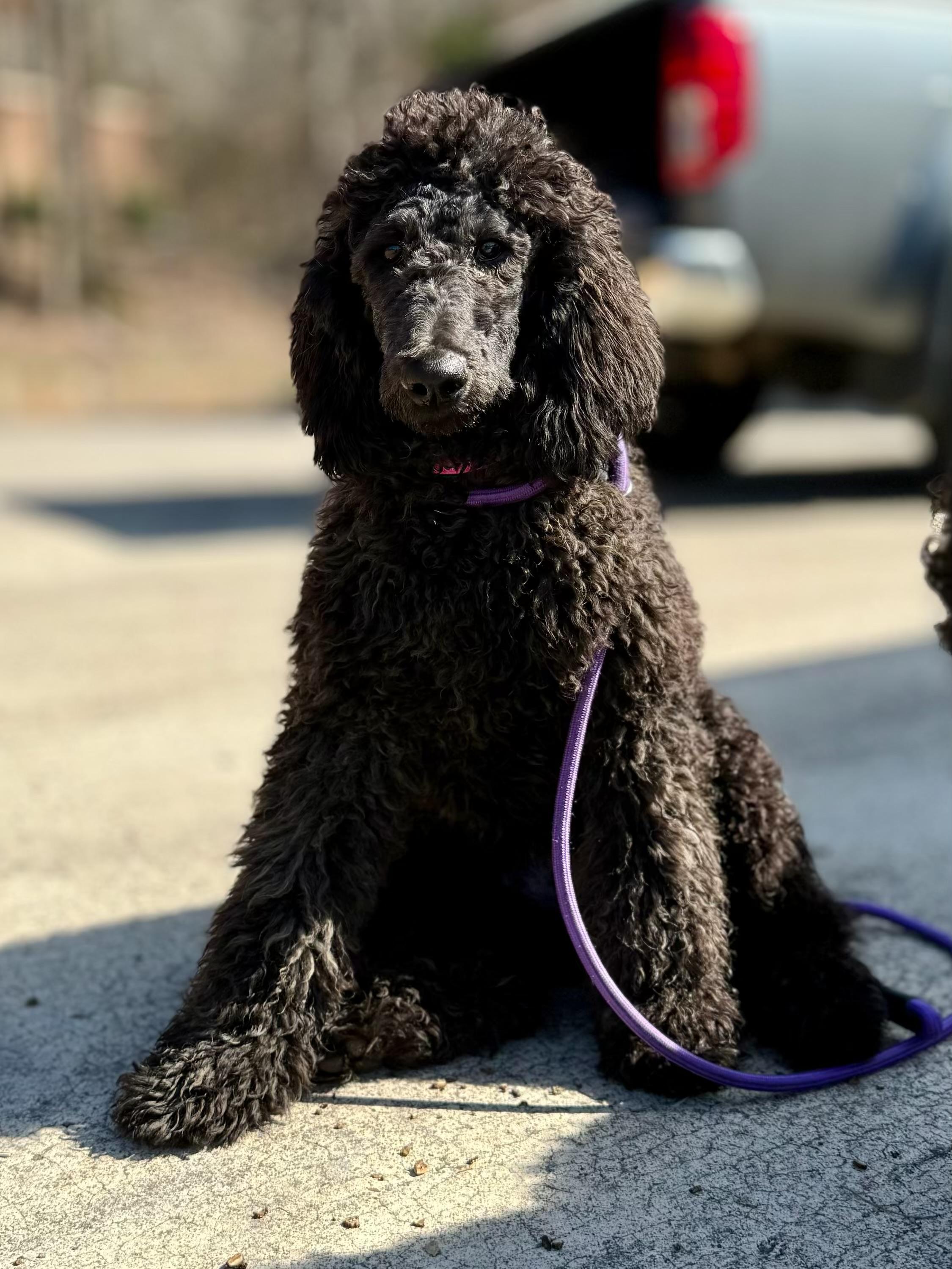 Enlarge Bev in NH! Come Meet our Adoptable Dogs Wednesday-Saturday. More info in Bio!, an adopted Standard Poodle in Manchester, NH image 2/4