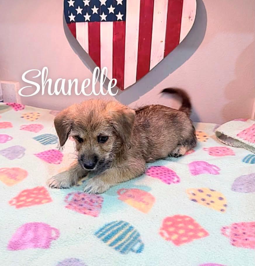 Shanelle, an adopted mixed breed in Burlington , VT image 2/4