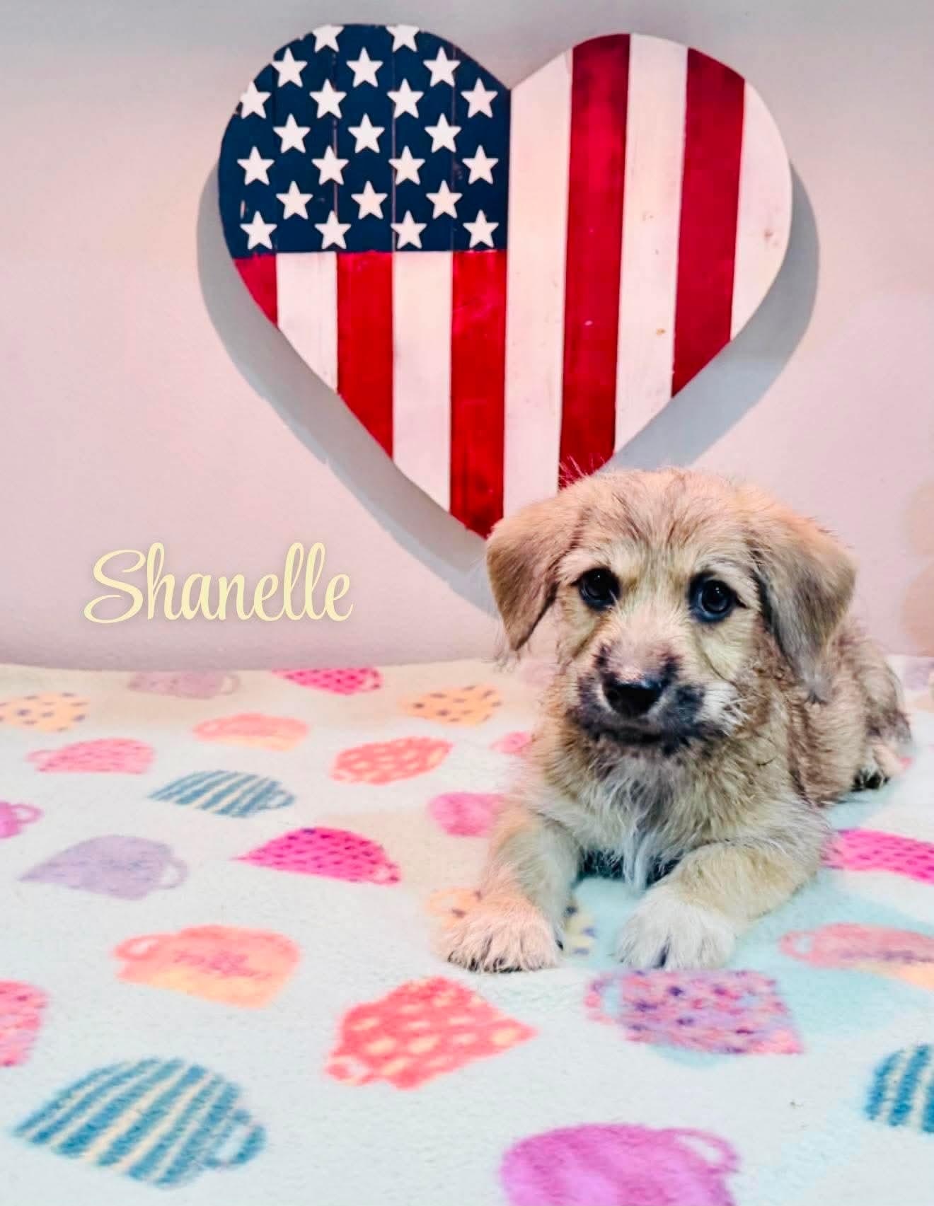 Shanelle, an adopted mixed breed in Burlington , VT image 1/4