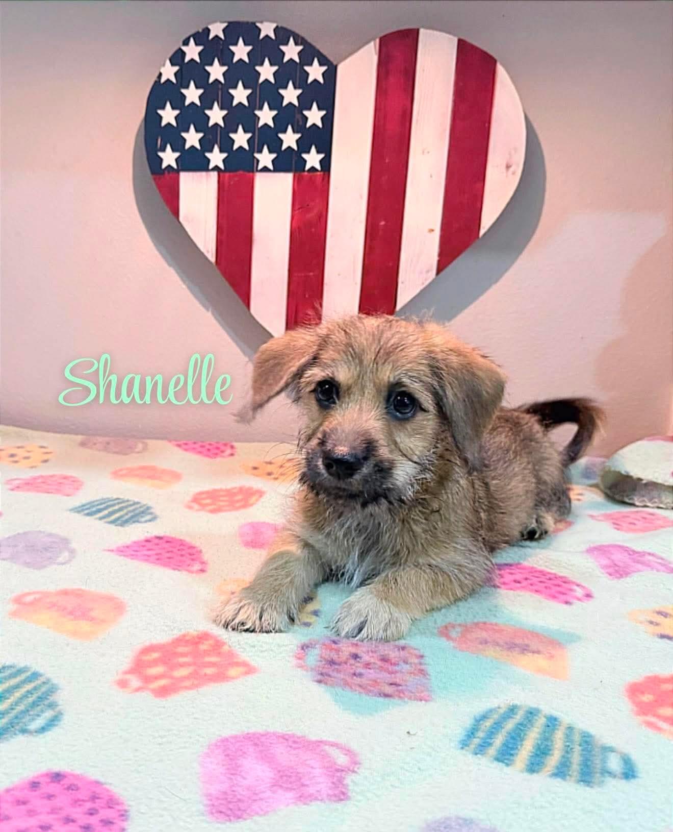Shanelle, an adopted mixed breed in Burlington , VT image 3/4