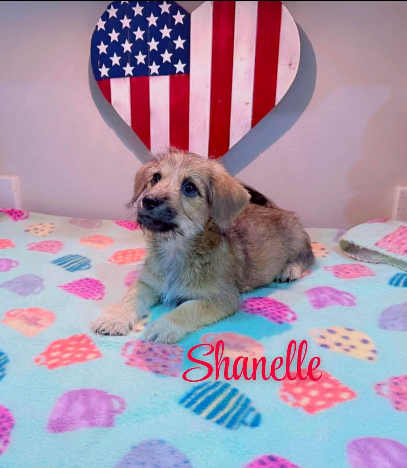 Shanelle, an adopted mixed breed in Burlington , VT image 4/4