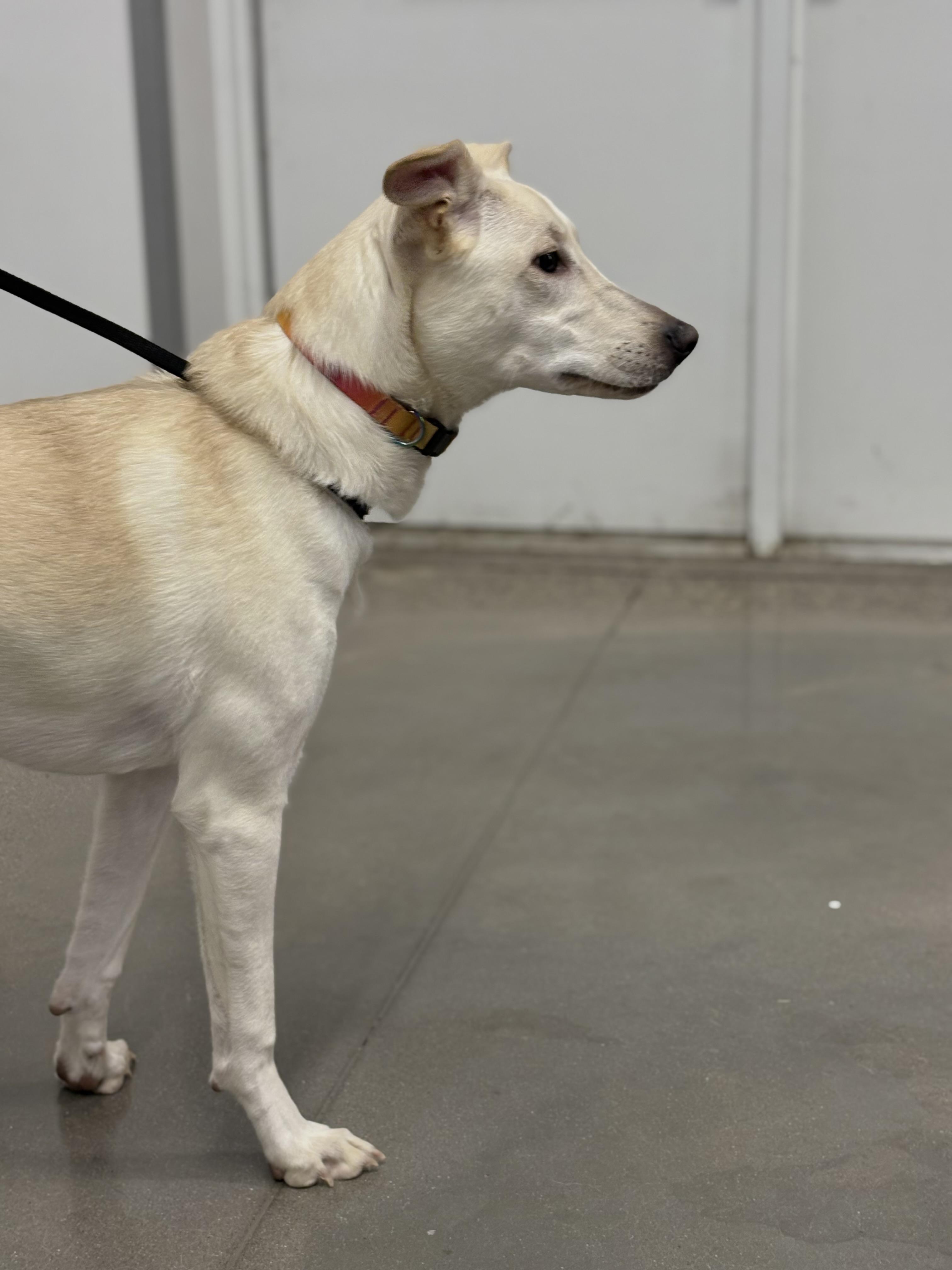 Mavie, an adoptable White German Shepherd in Zimmerman, MN, 55398 | Photo Image 3