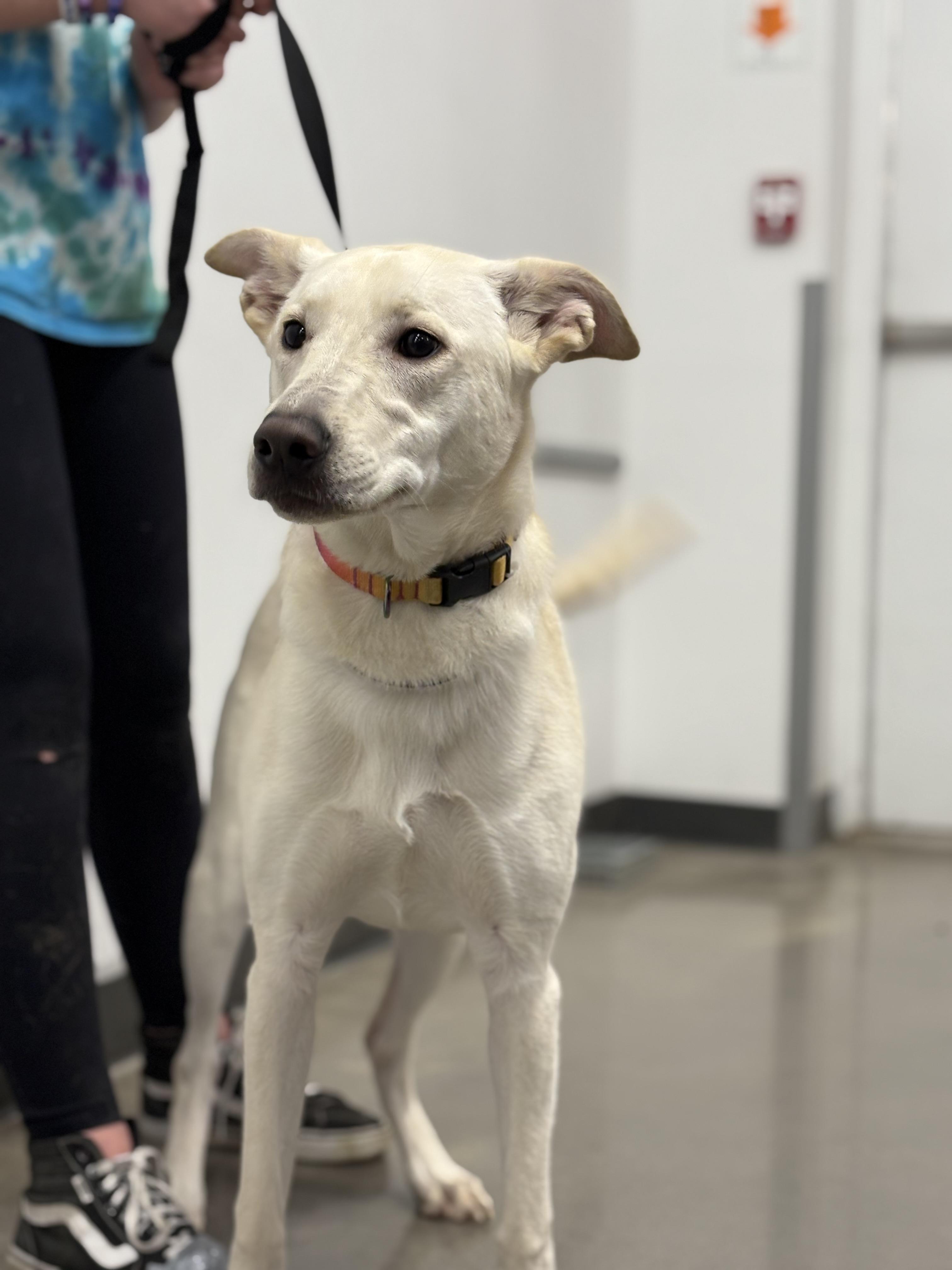 Mavie, an adoptable White German Shepherd in Zimmerman, MN, 55398 | Photo Image 1