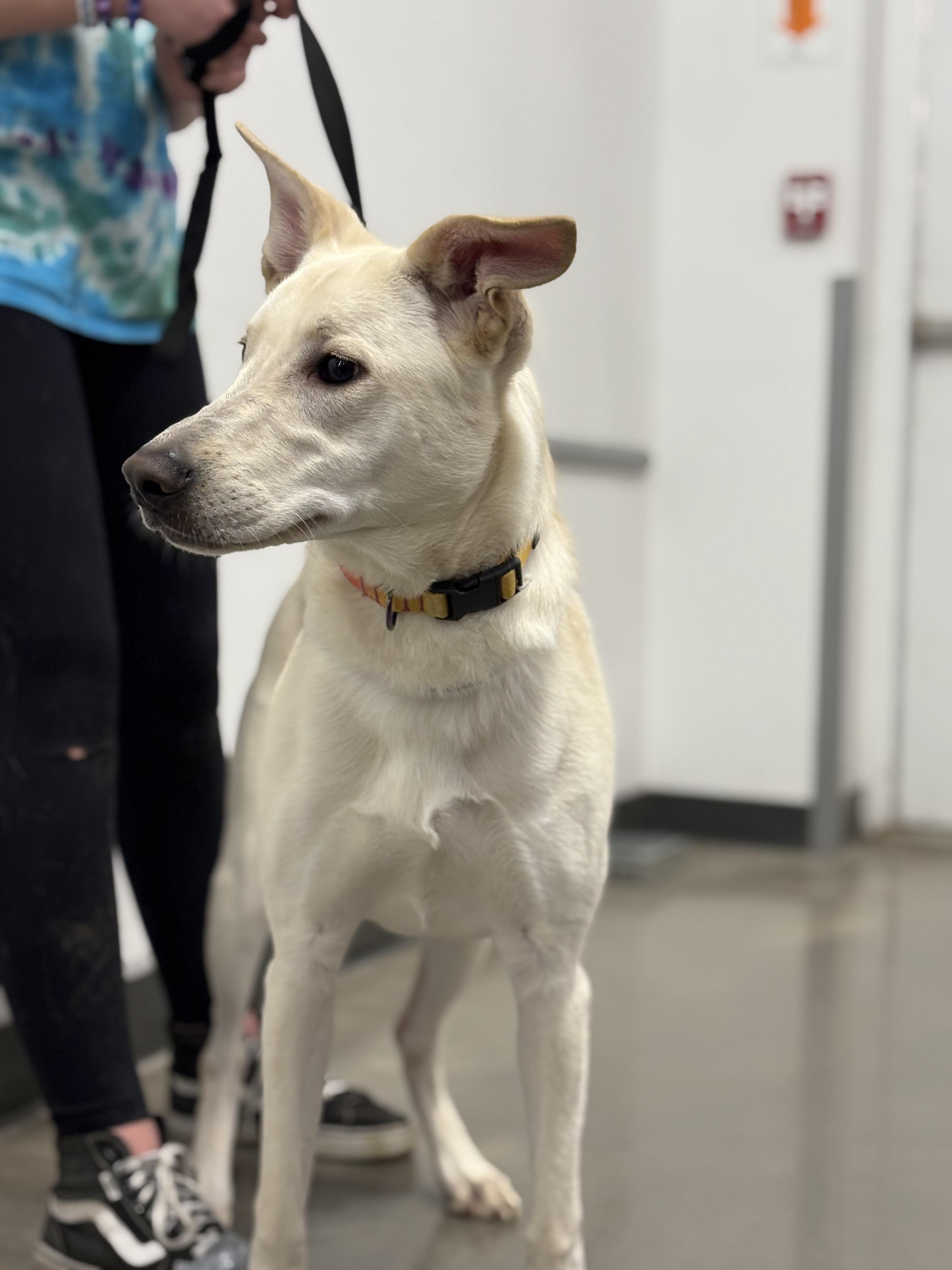 Mavie, an adoptable White German Shepherd in Zimmerman, MN, 55398 | Photo Image 4