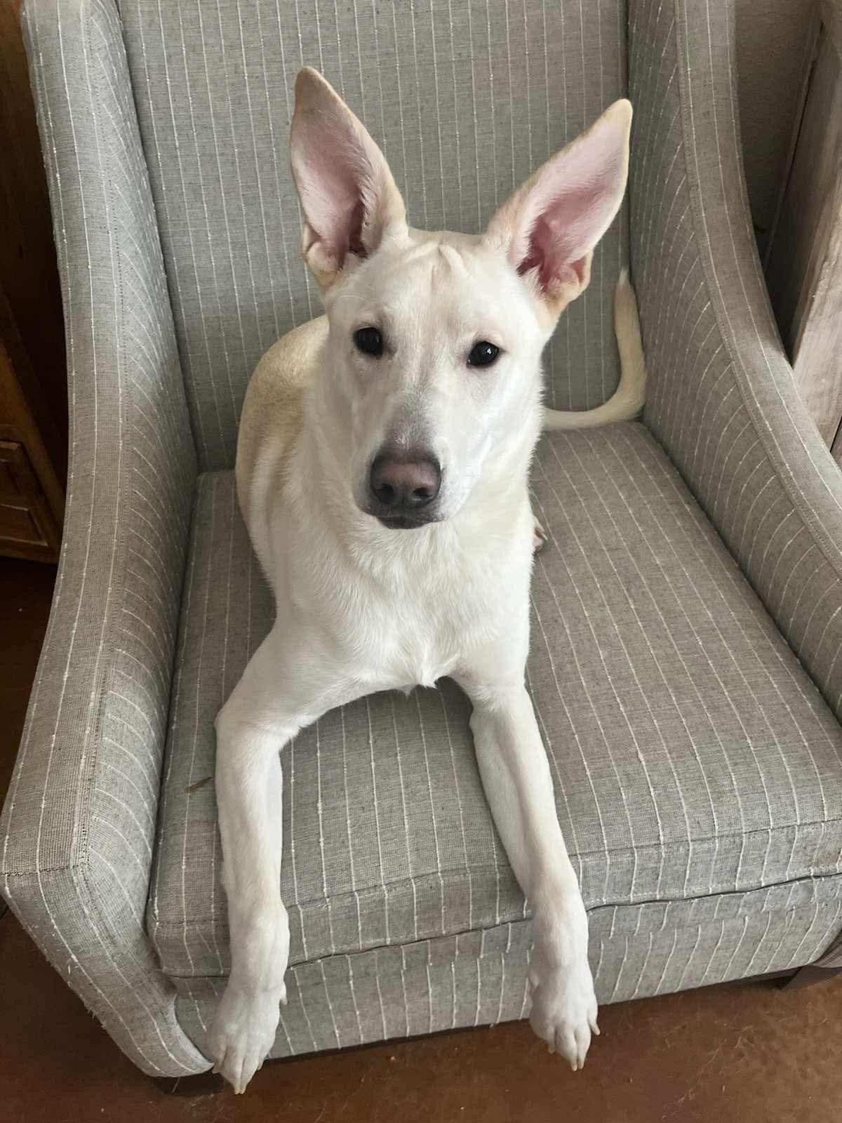 Mavie, an adoptable White German Shepherd in Zimmerman, MN, 55398 | Photo Image 2