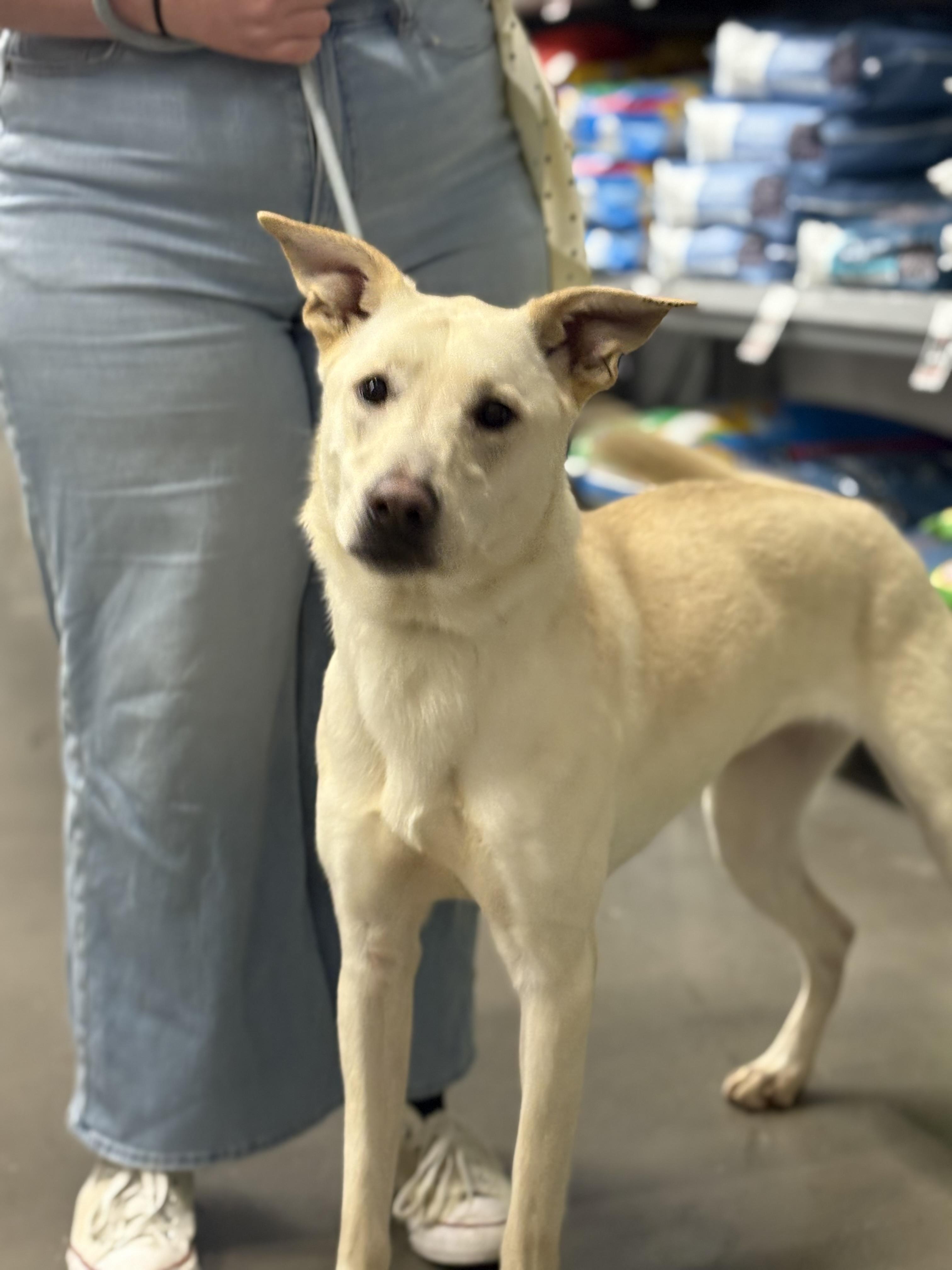 Enlarge Mavie, a Adoptable White German Shepherd in Zimmerman, MN image 4/4