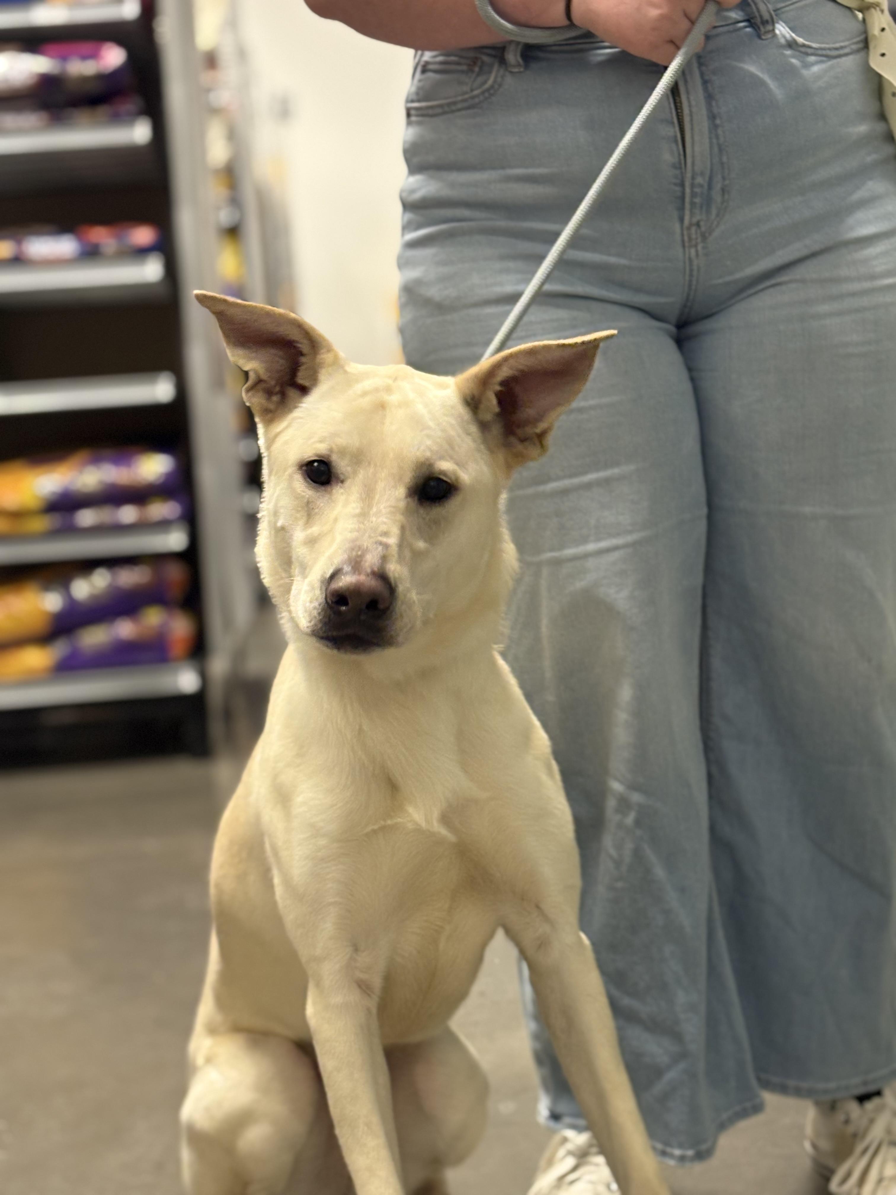 Mavie, Adoptable, Adult Female White German Shepherd.