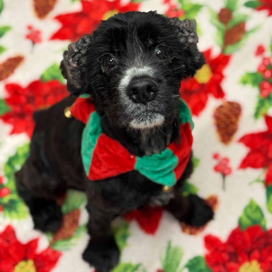 Nico, Adoptable, Senior Male Cocker Spaniel.