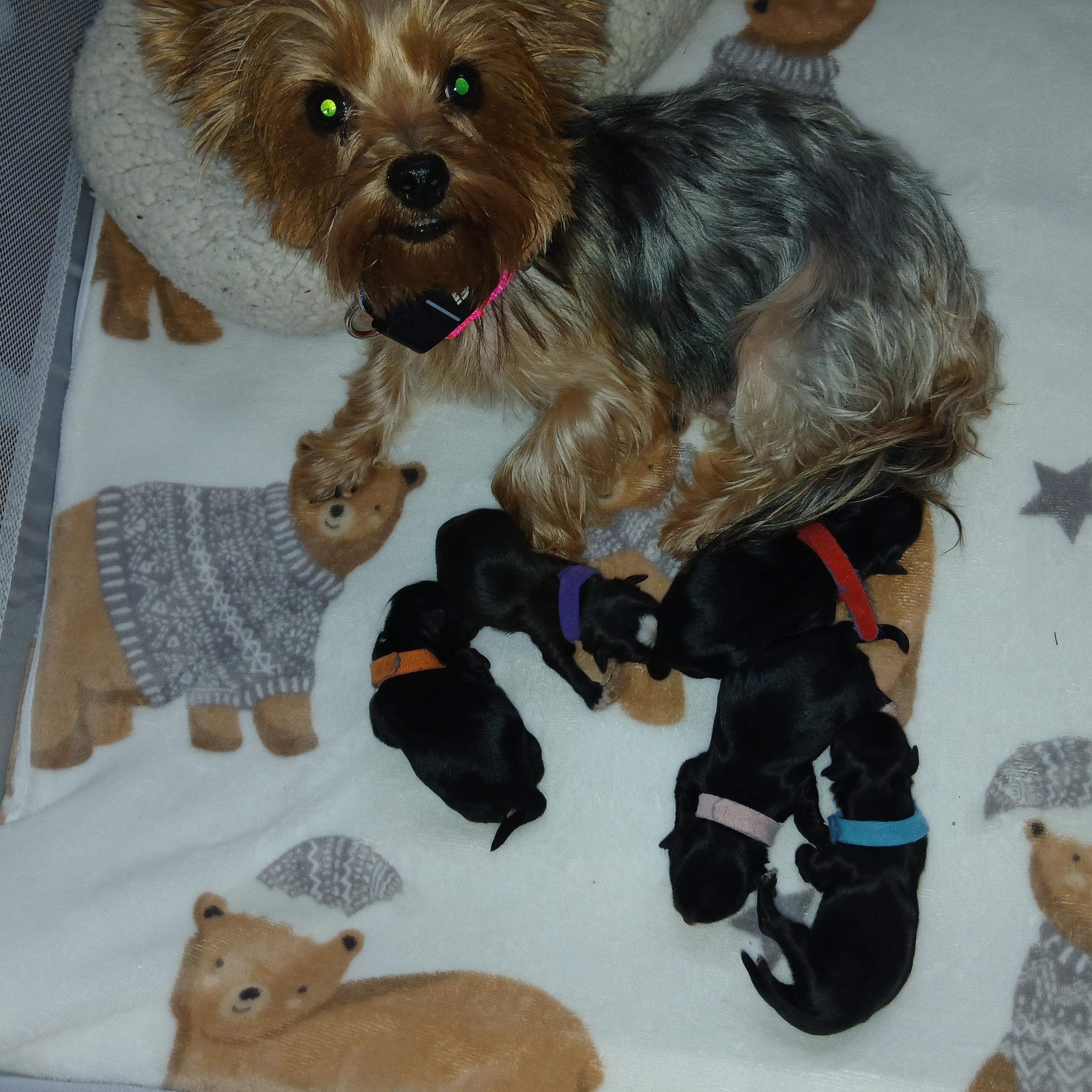 Piper Paradise Momma, an adopted Yorkshire Terrier in Andover, MA image 4/6