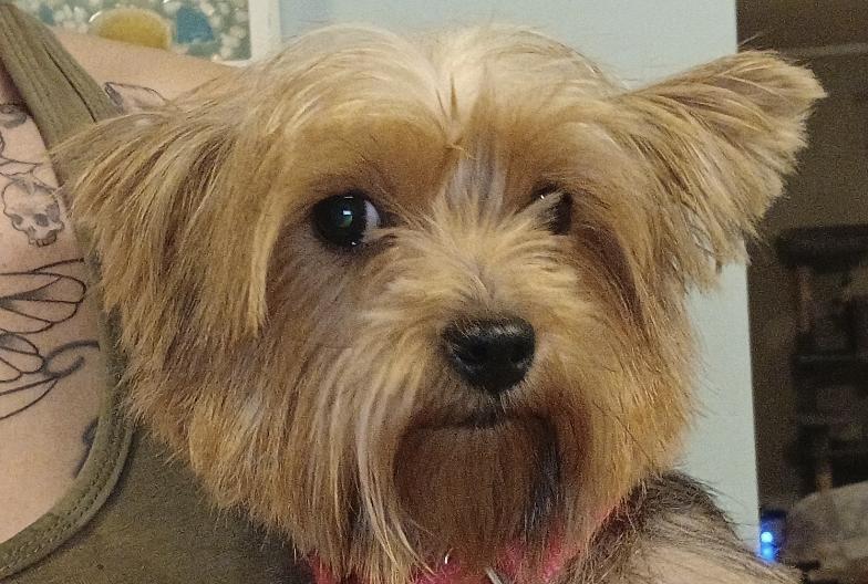 Piper Paradise Momma, adopted, Adult Female Yorkshire Terrier.