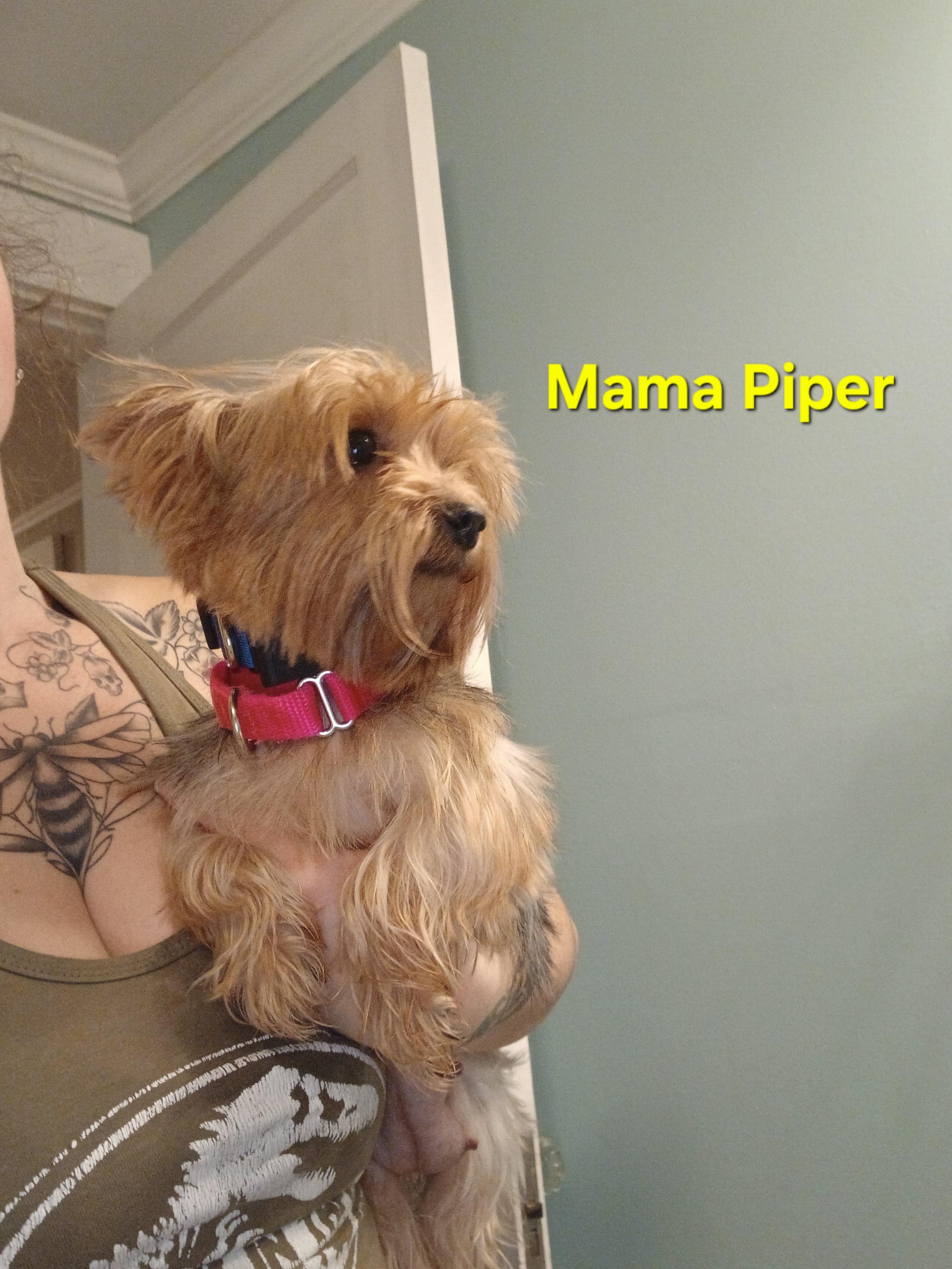 Piper Paradise Momma, an adopted Yorkshire Terrier in Andover, MA image 5/6