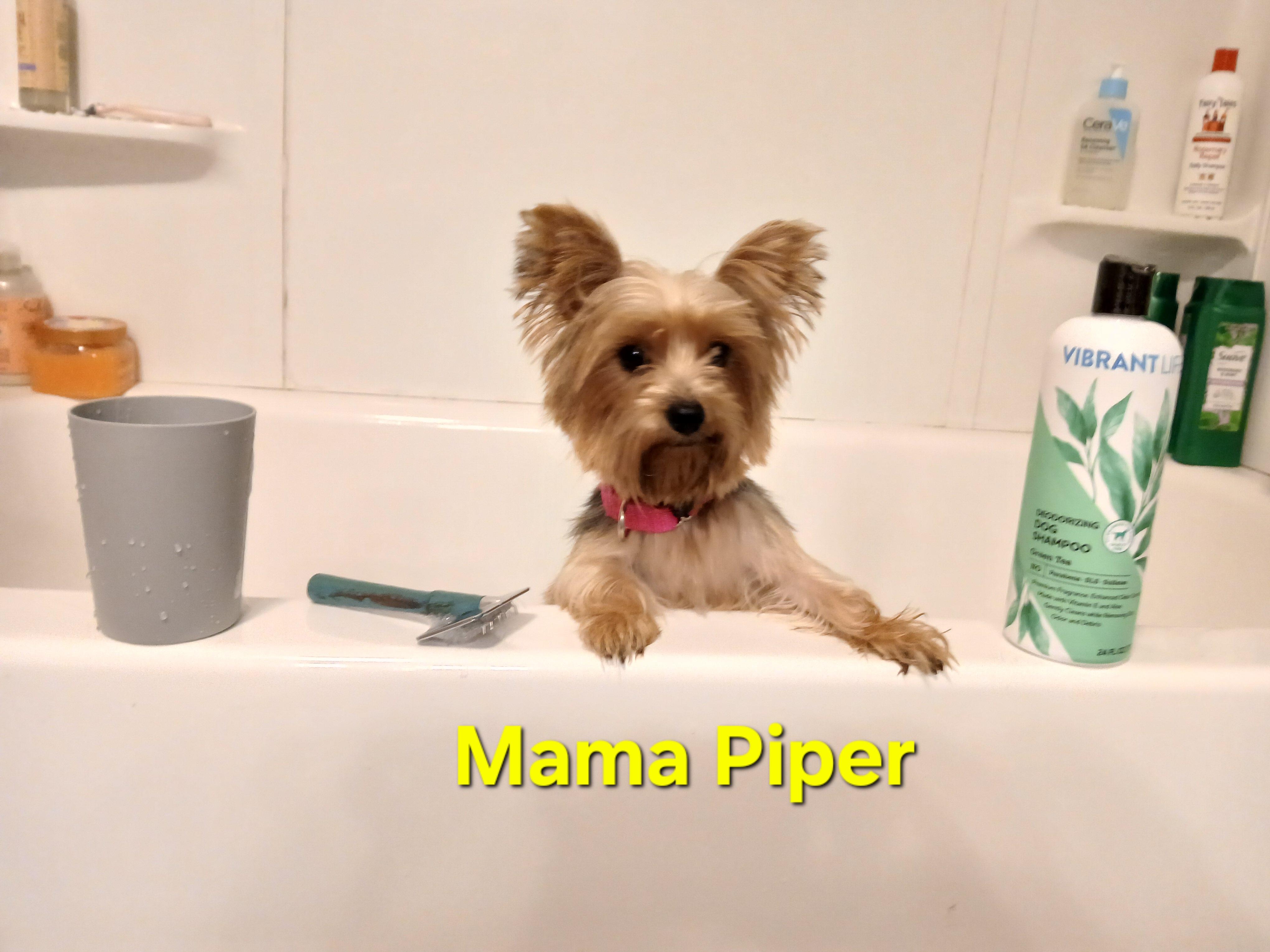 Piper Paradise Momma, an adopted Yorkshire Terrier in Andover, MA image 2/6