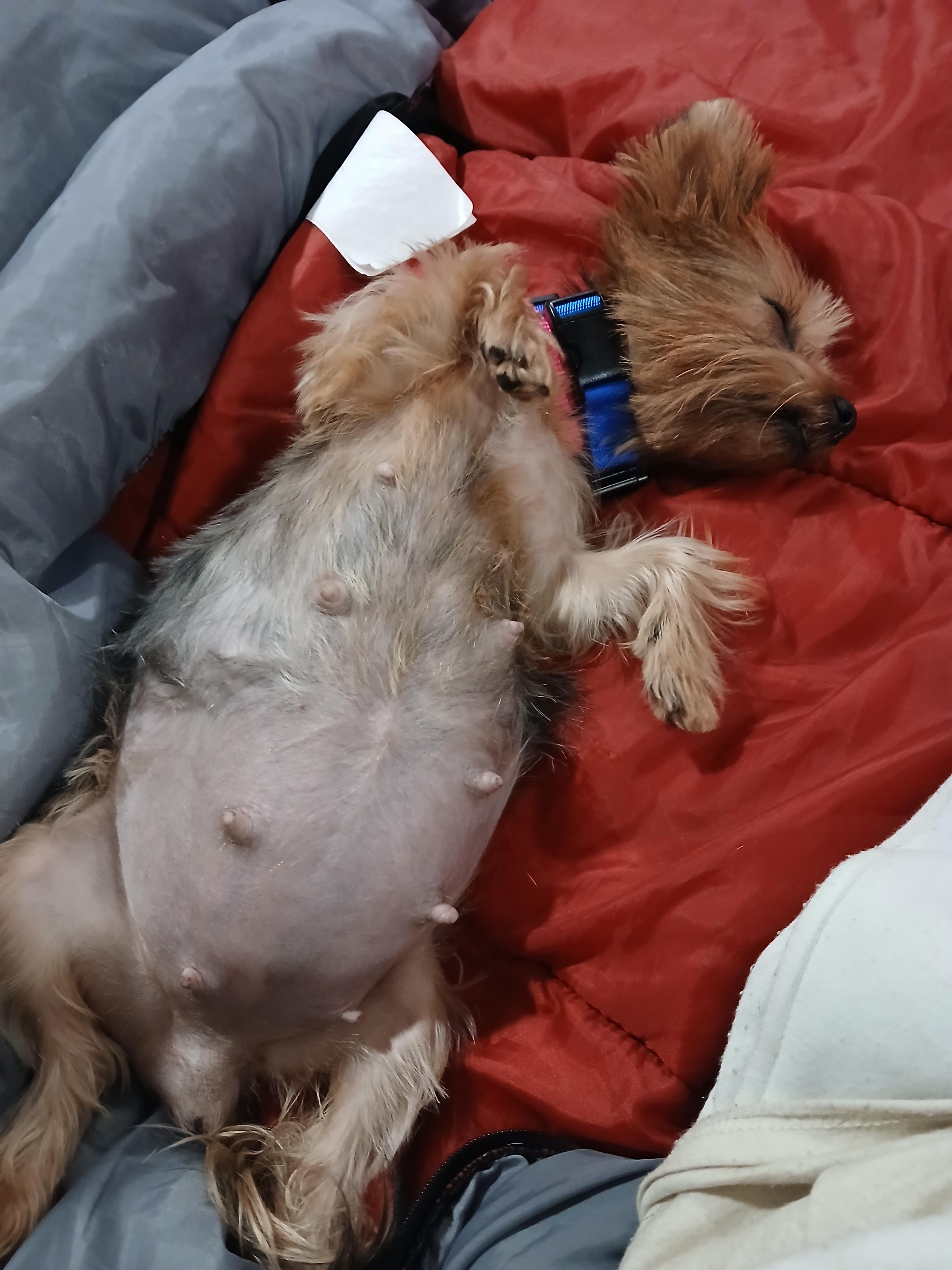 Piper Paradise Momma, an adopted Yorkshire Terrier in Andover, MA image 6/6