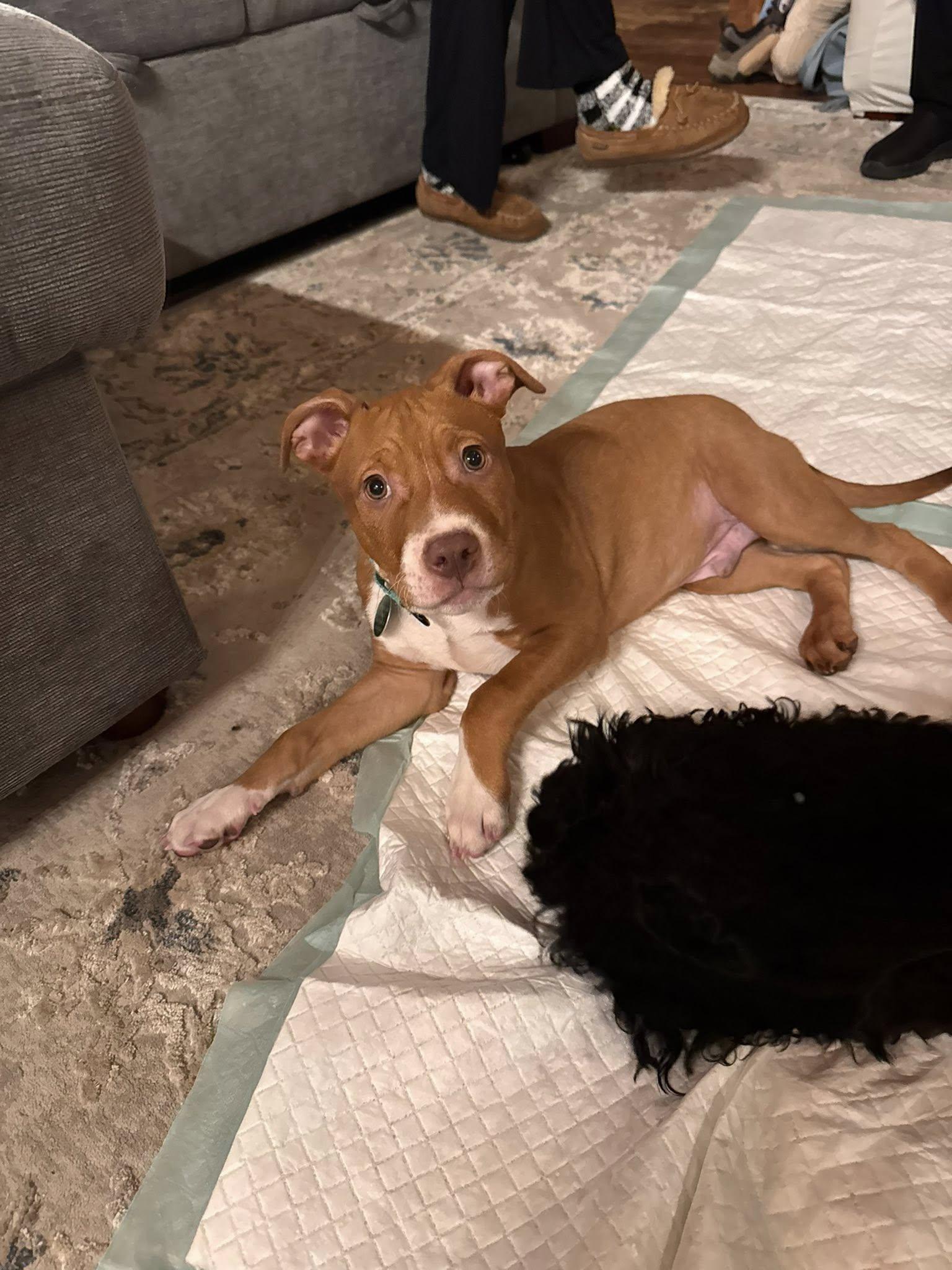 Enlarge Dick Clark, an adopted mixed breed in Breinigsville, PA image 3/6